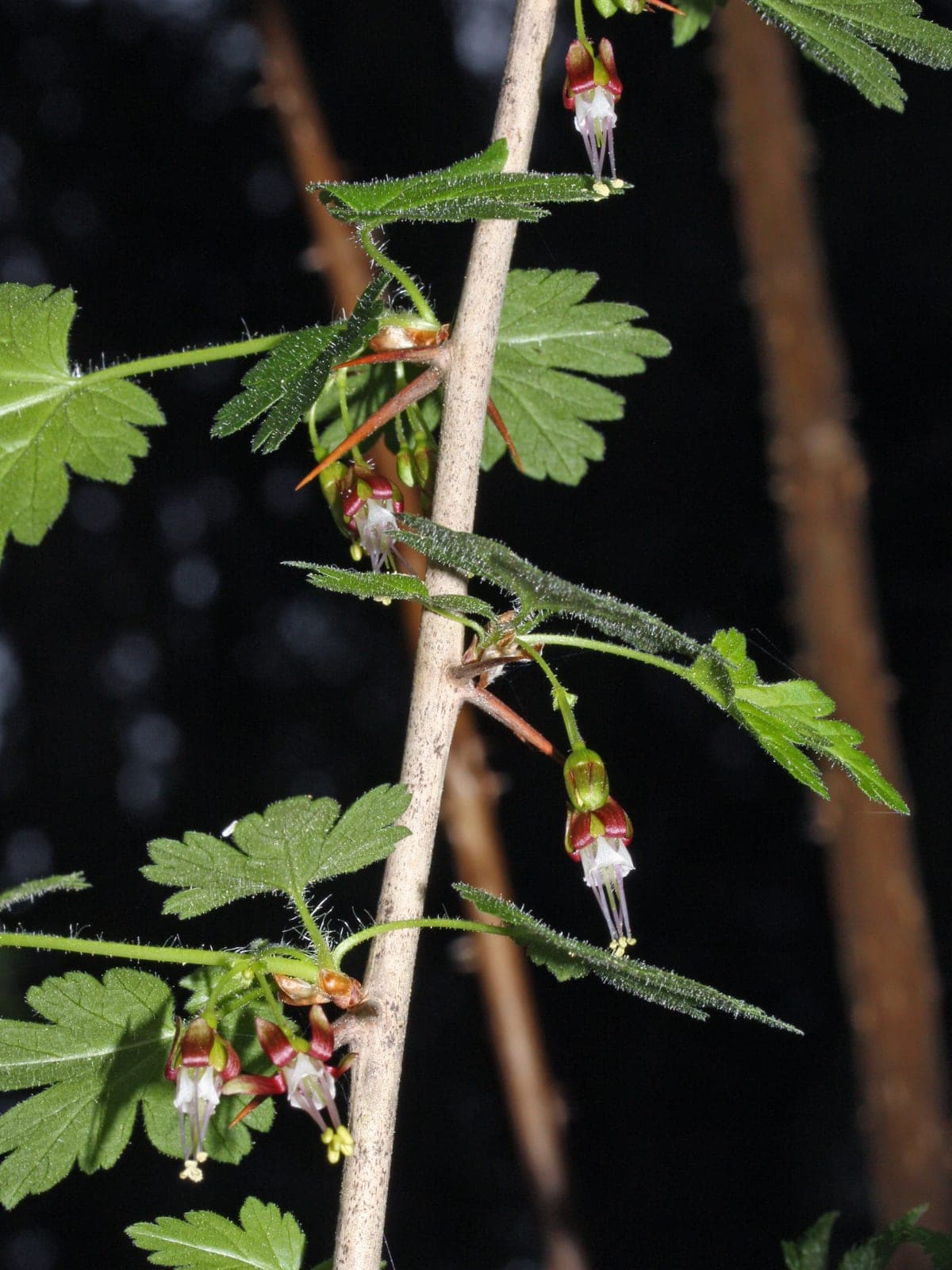 Chaparral Currant