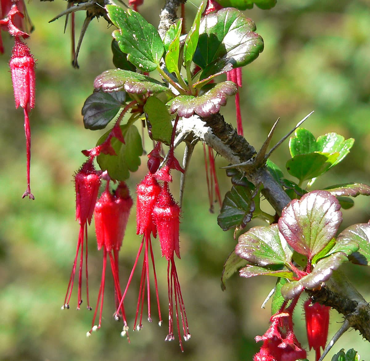 Fuchsia-flowered Gooseberry