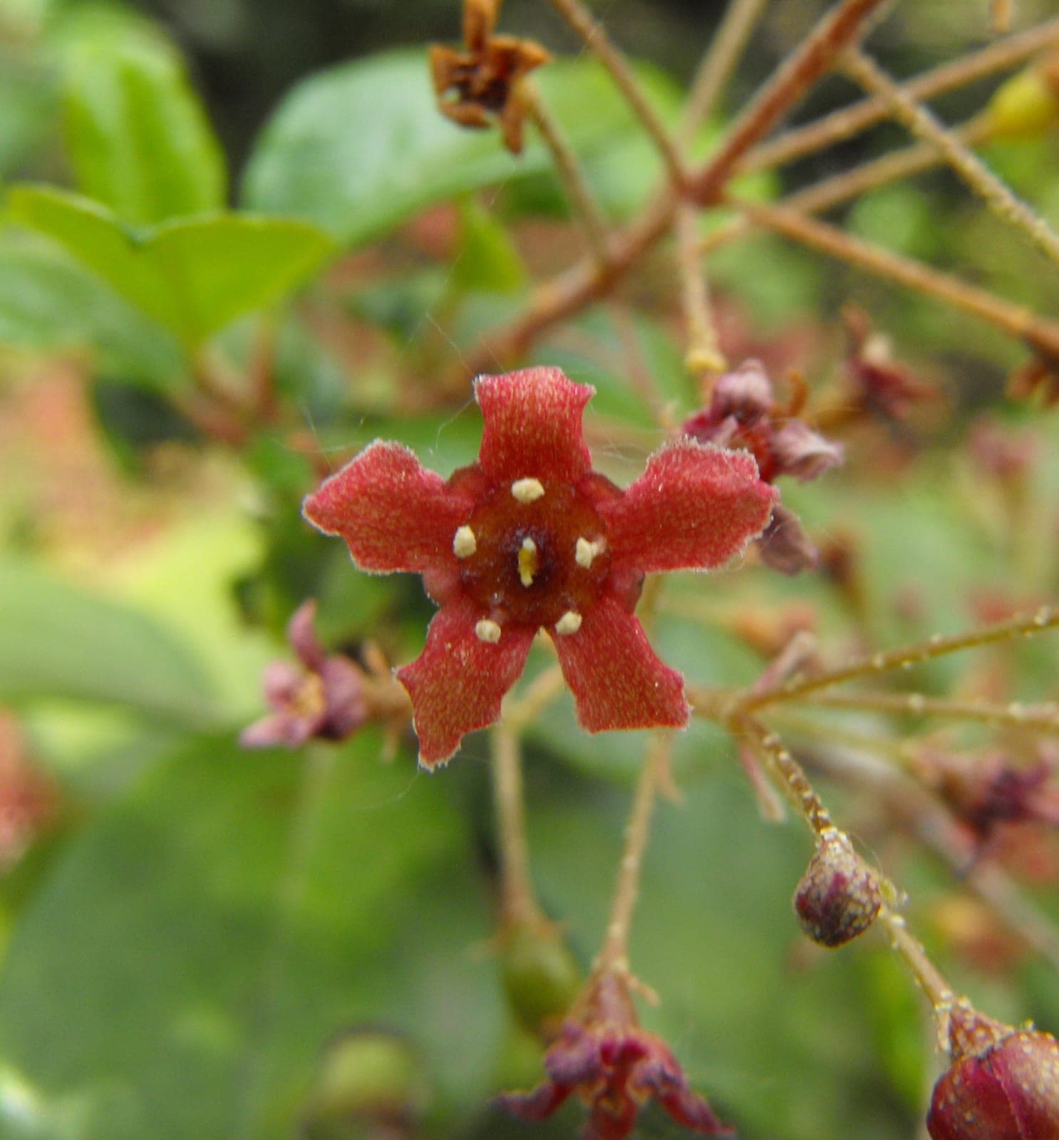 Evergreen Currant