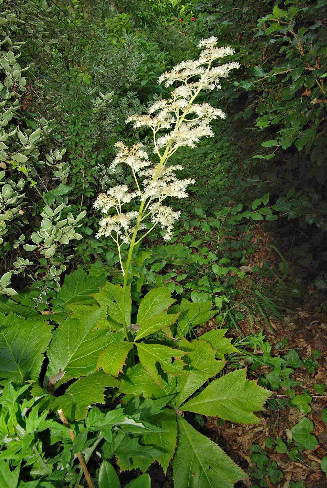 Rodger's Flower