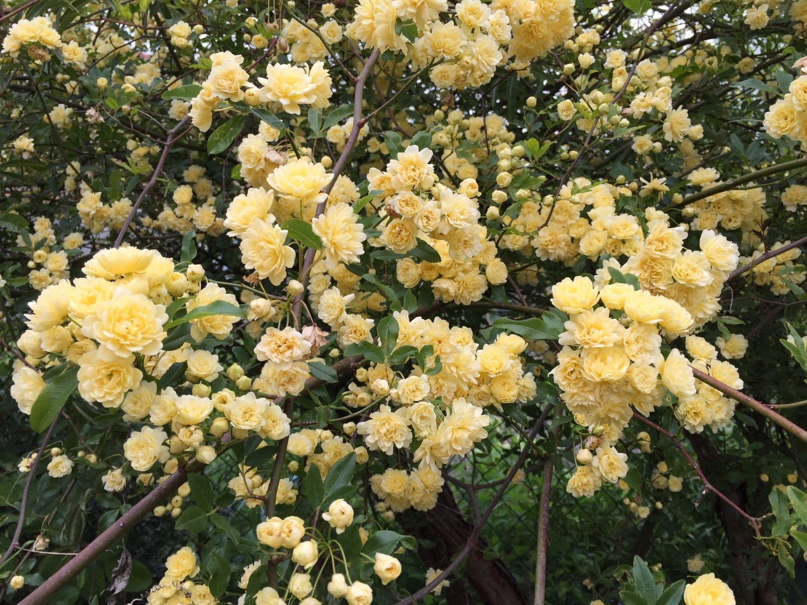 Lady Banks Rose