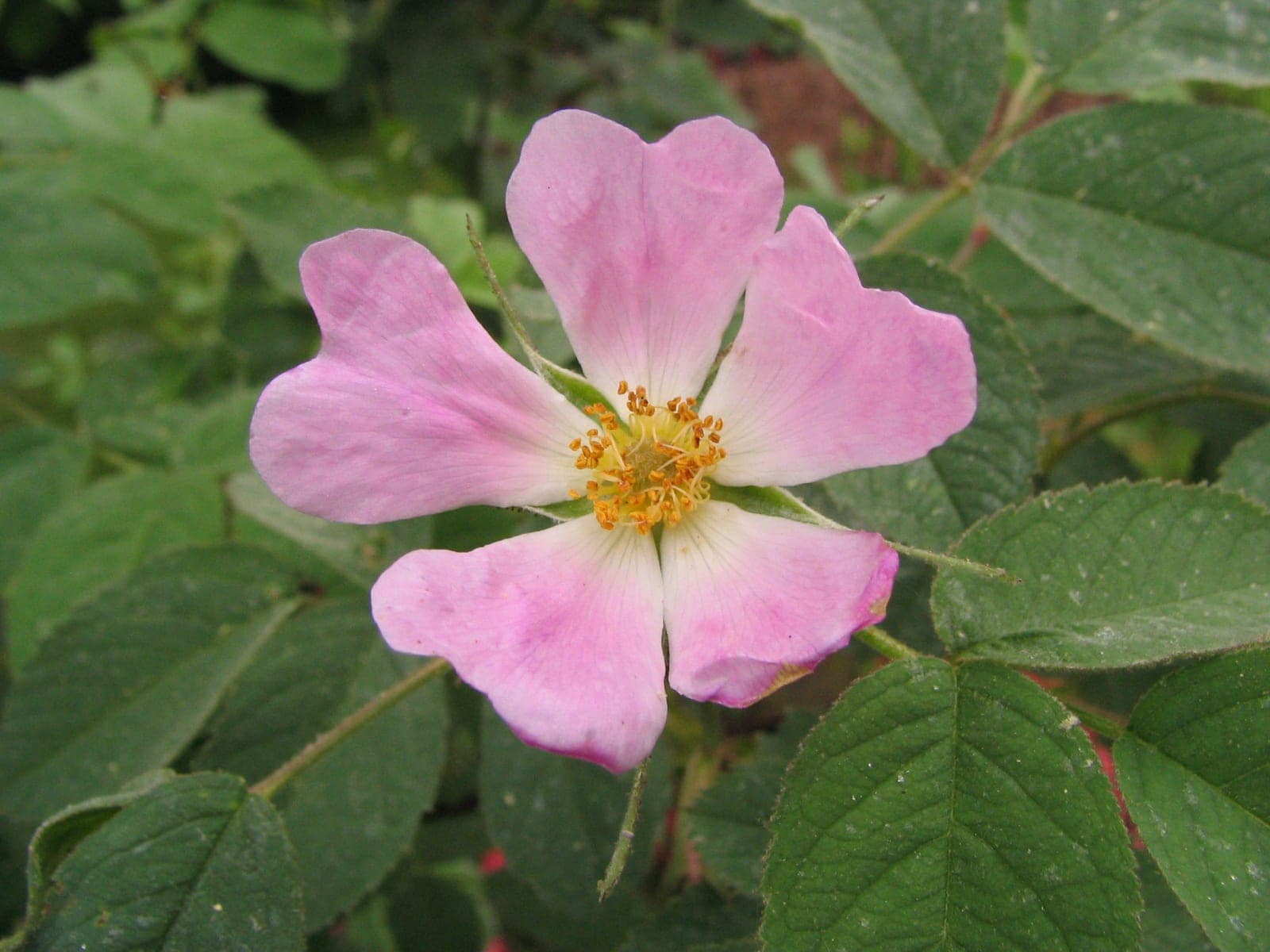 Apple Rose