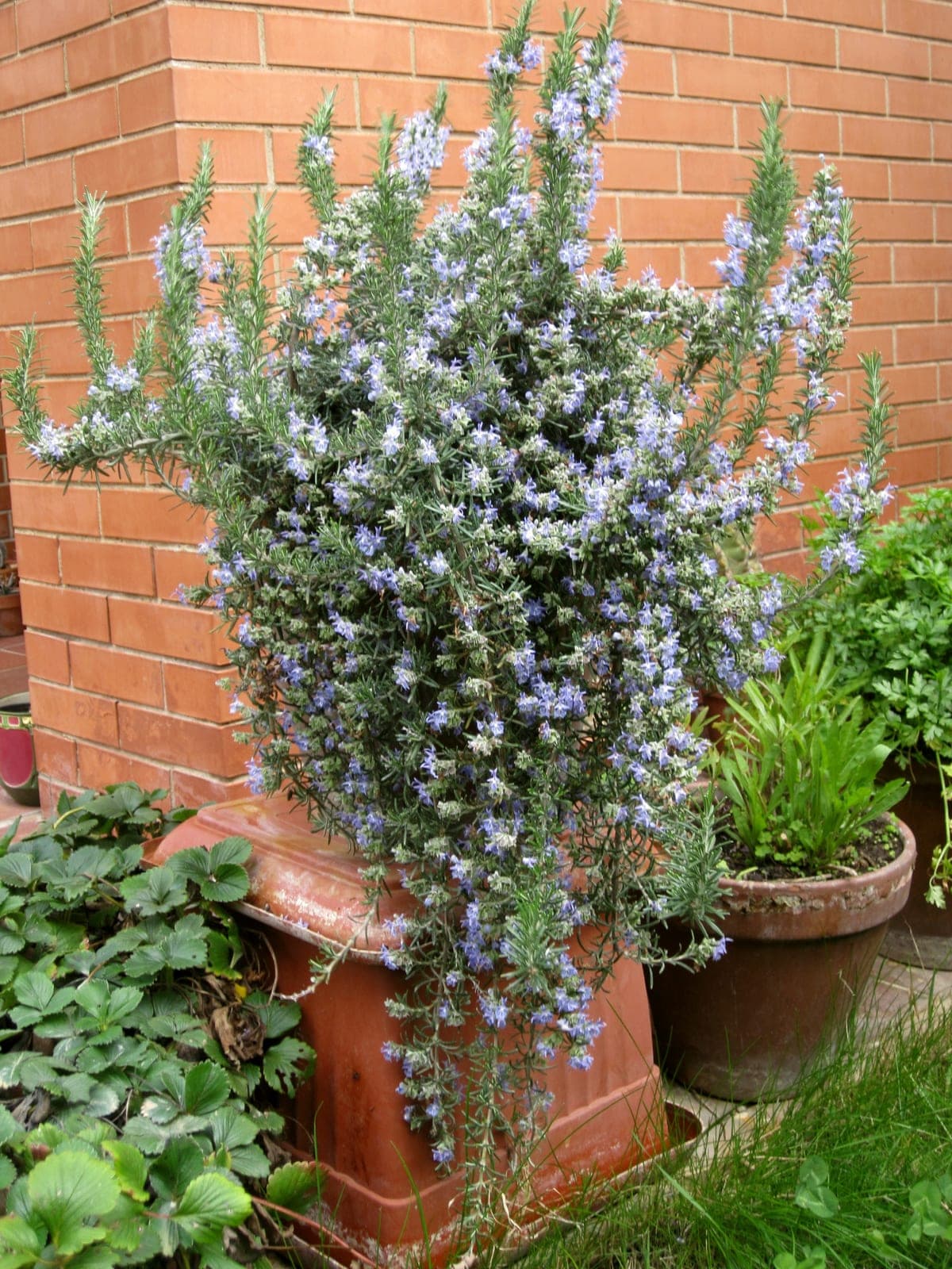 Creeping Rosemary