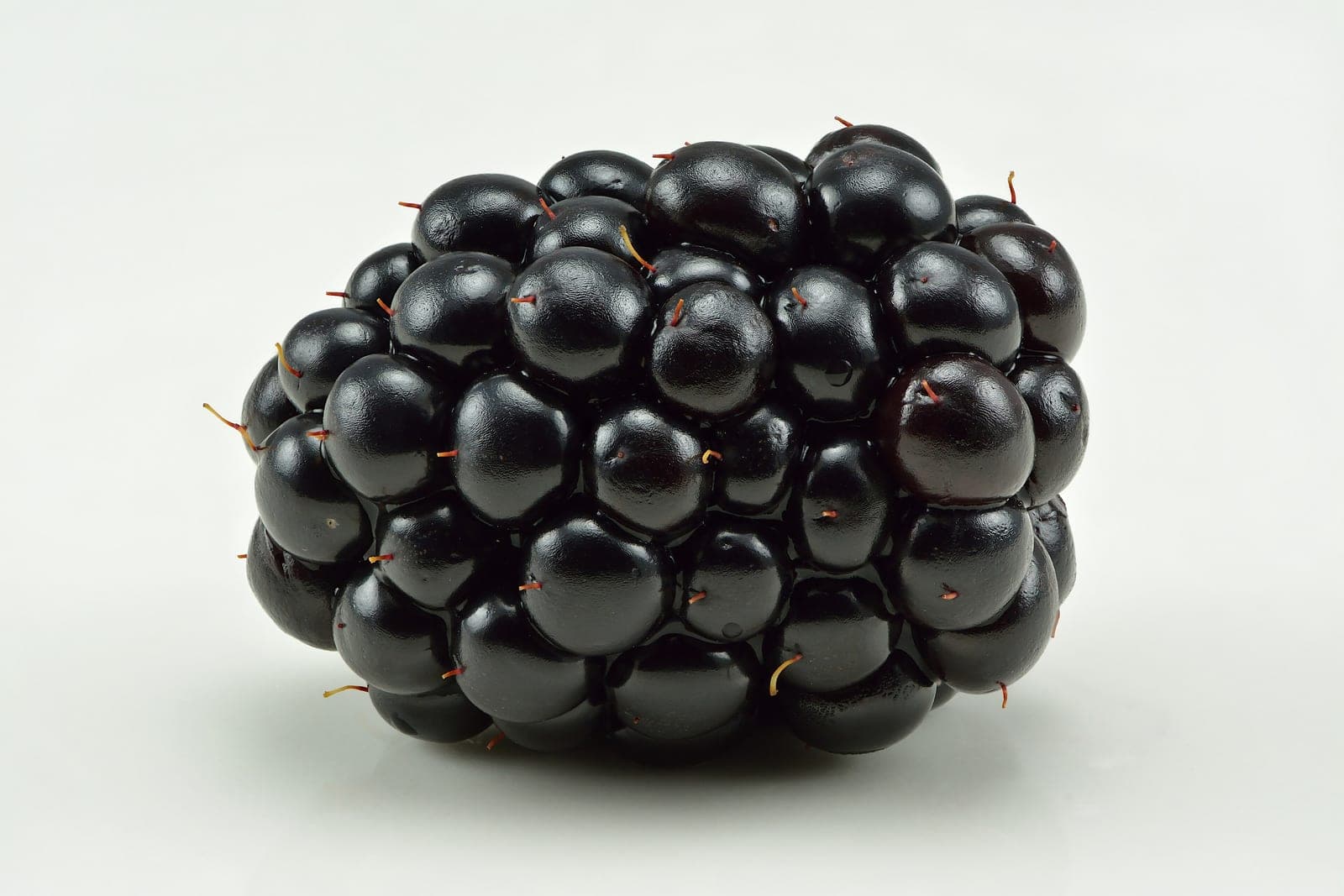 Chester Thornless Blackberry
