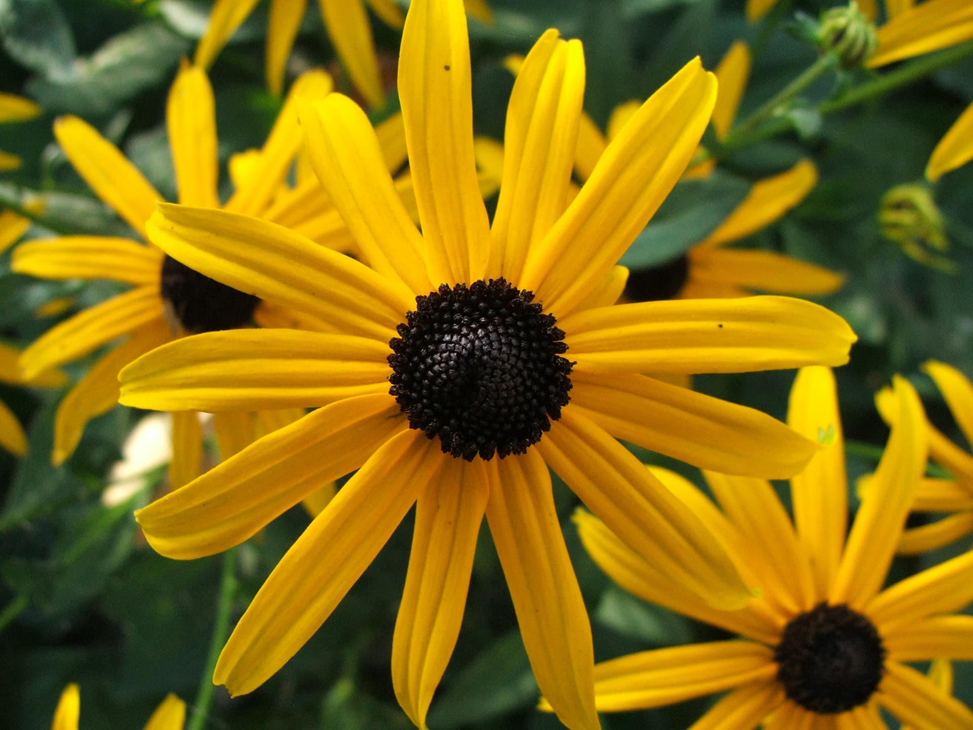 Orange Coneflower