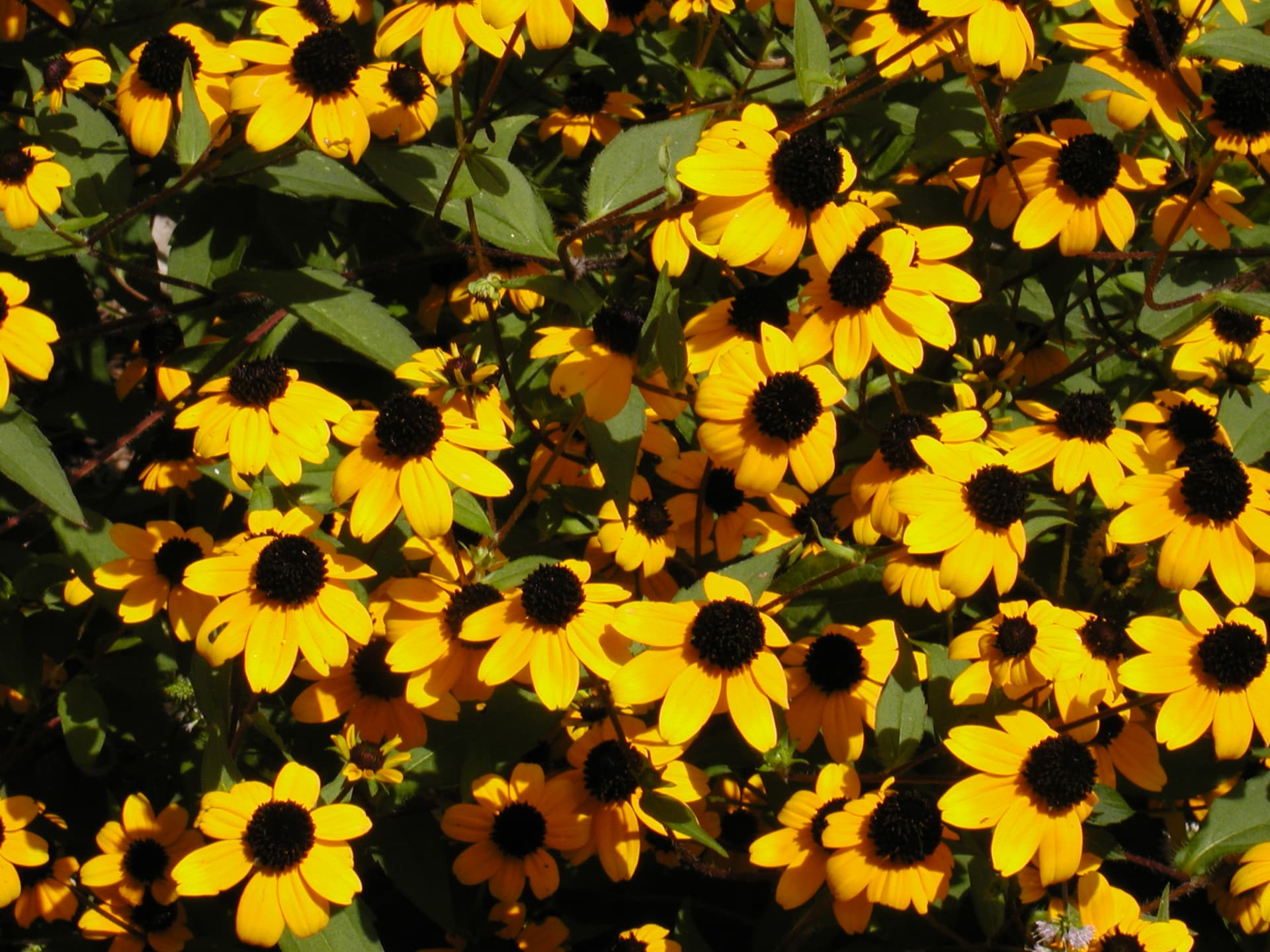 Brown-eyed Susan