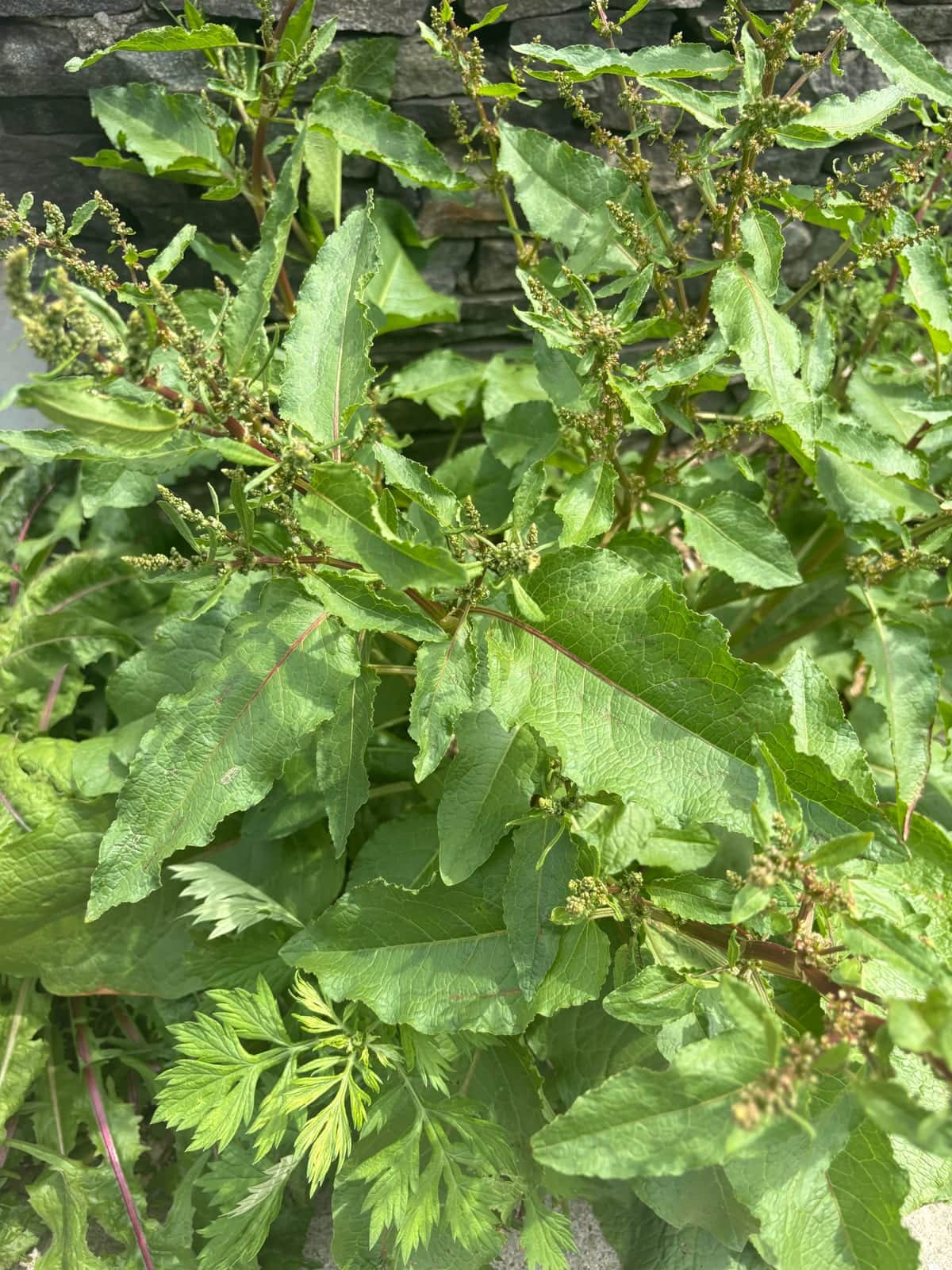 Broad-leaved Dock