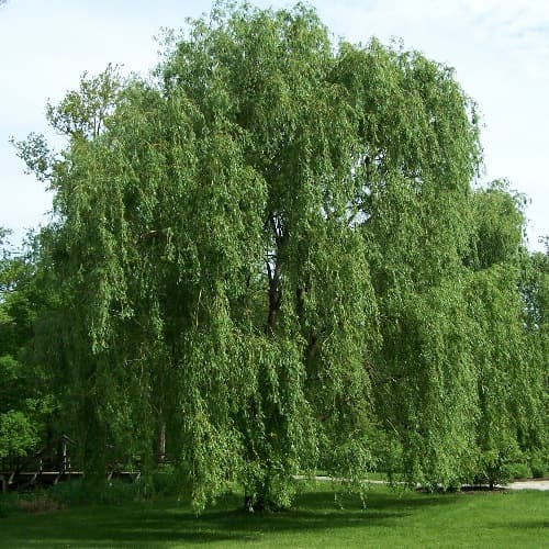 Corkscrew Weeping Willow