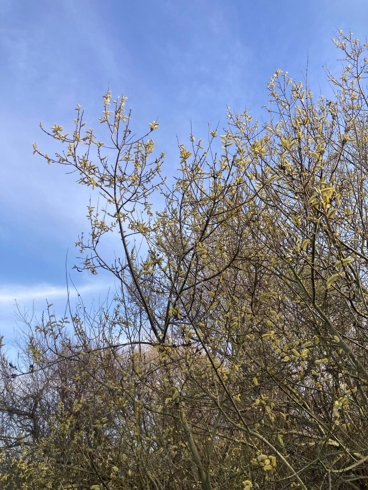 Arroyo Willow (Salix lasiolepis)