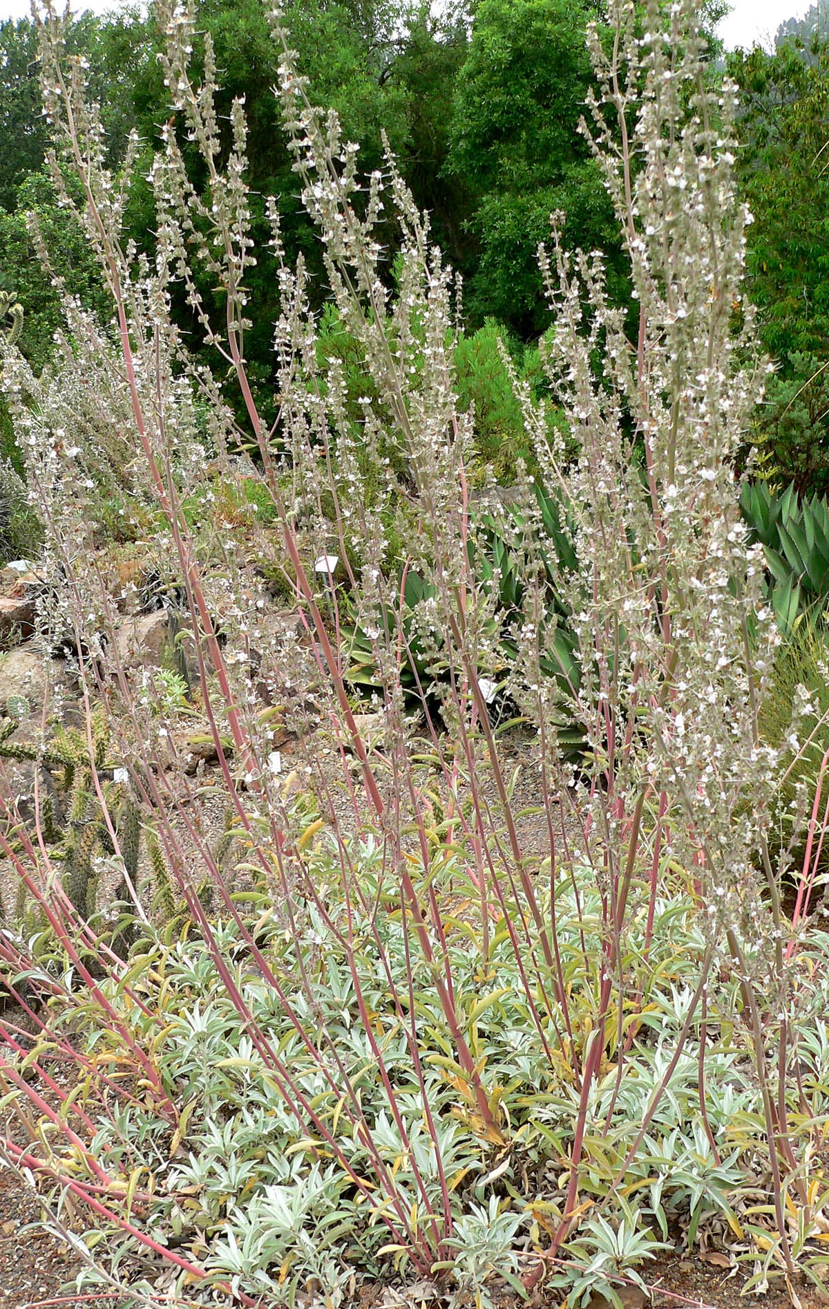 White Sage