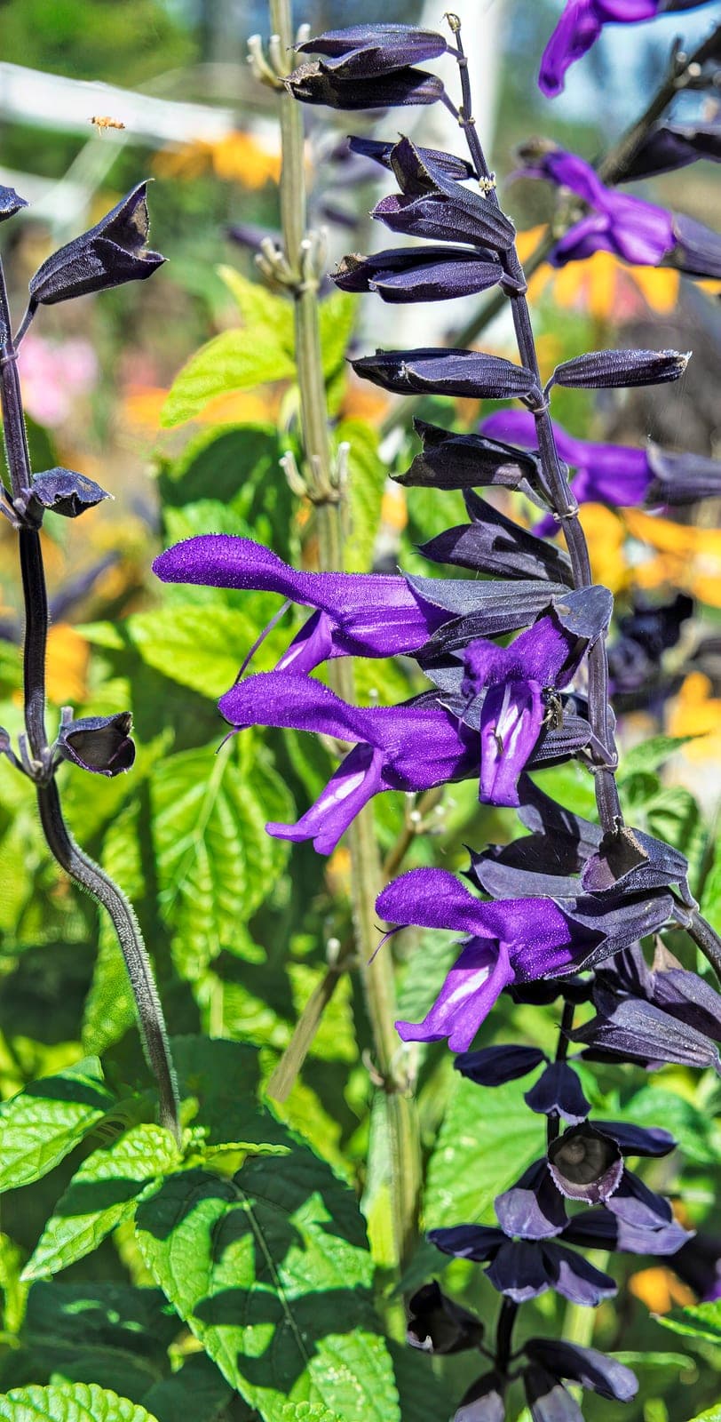 Anise Sage