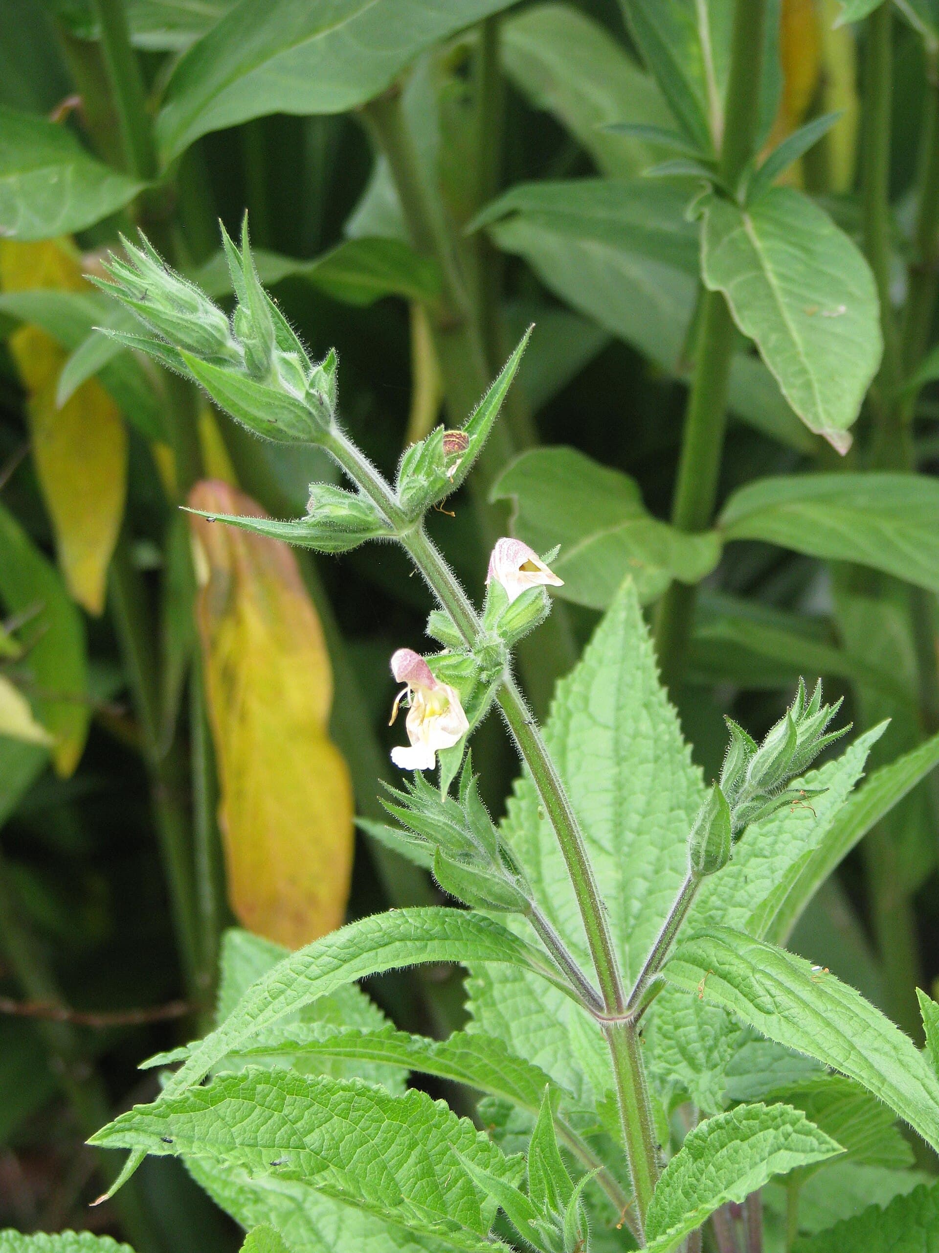 Japanese Yellow Sage