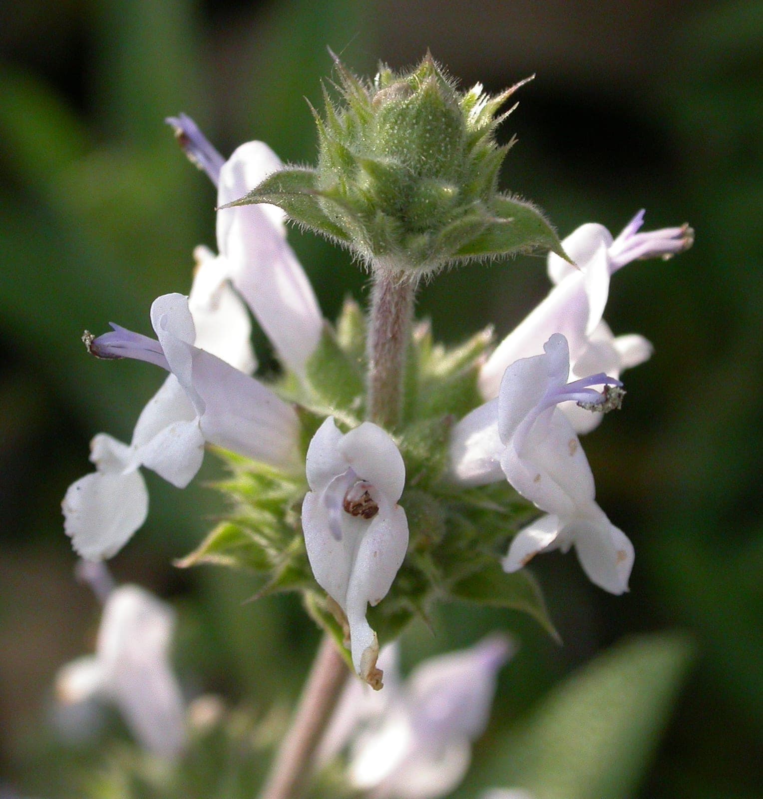 Black Sage