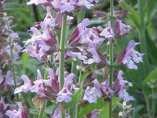 Common Sage