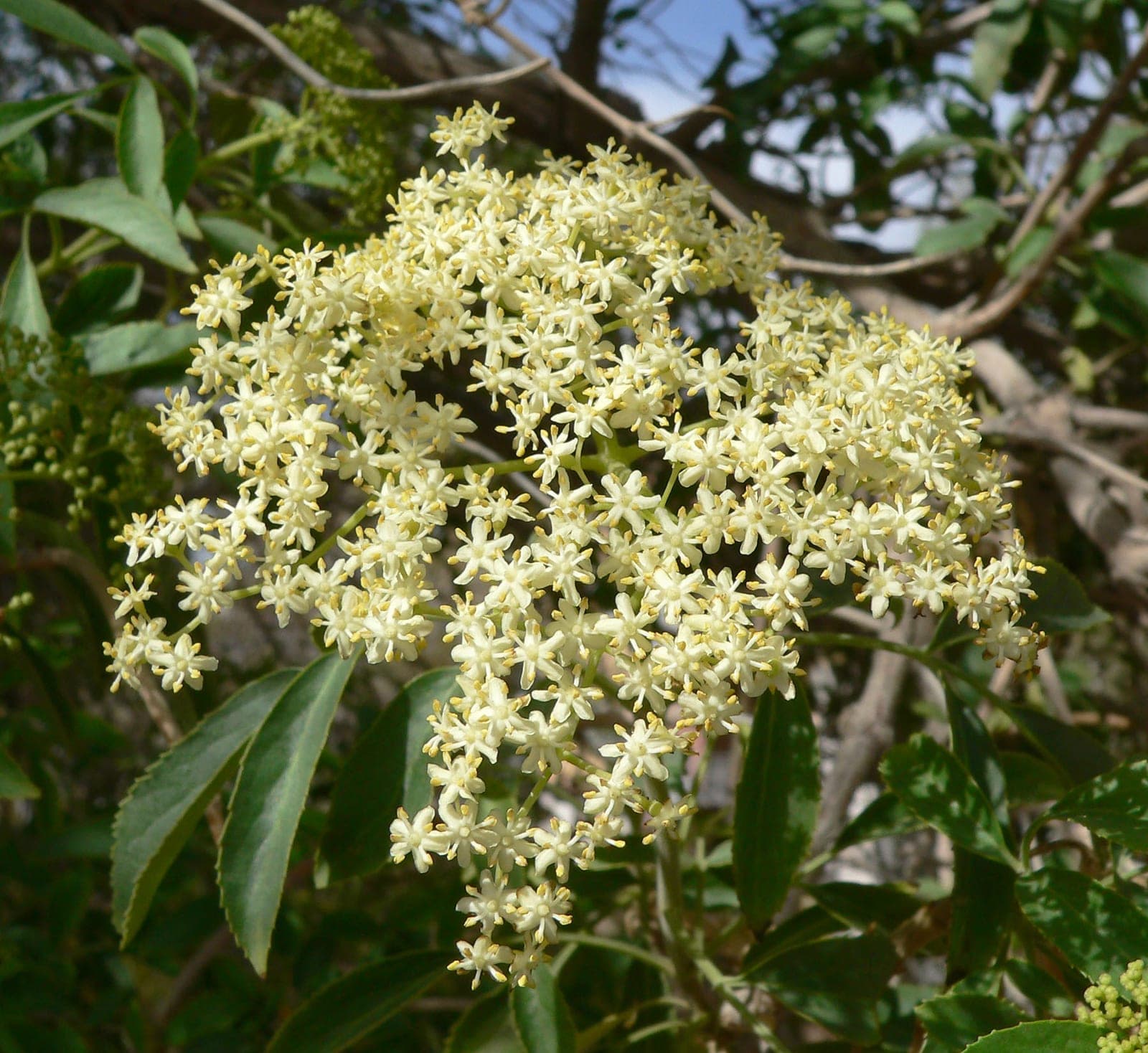 Blue Elderberry