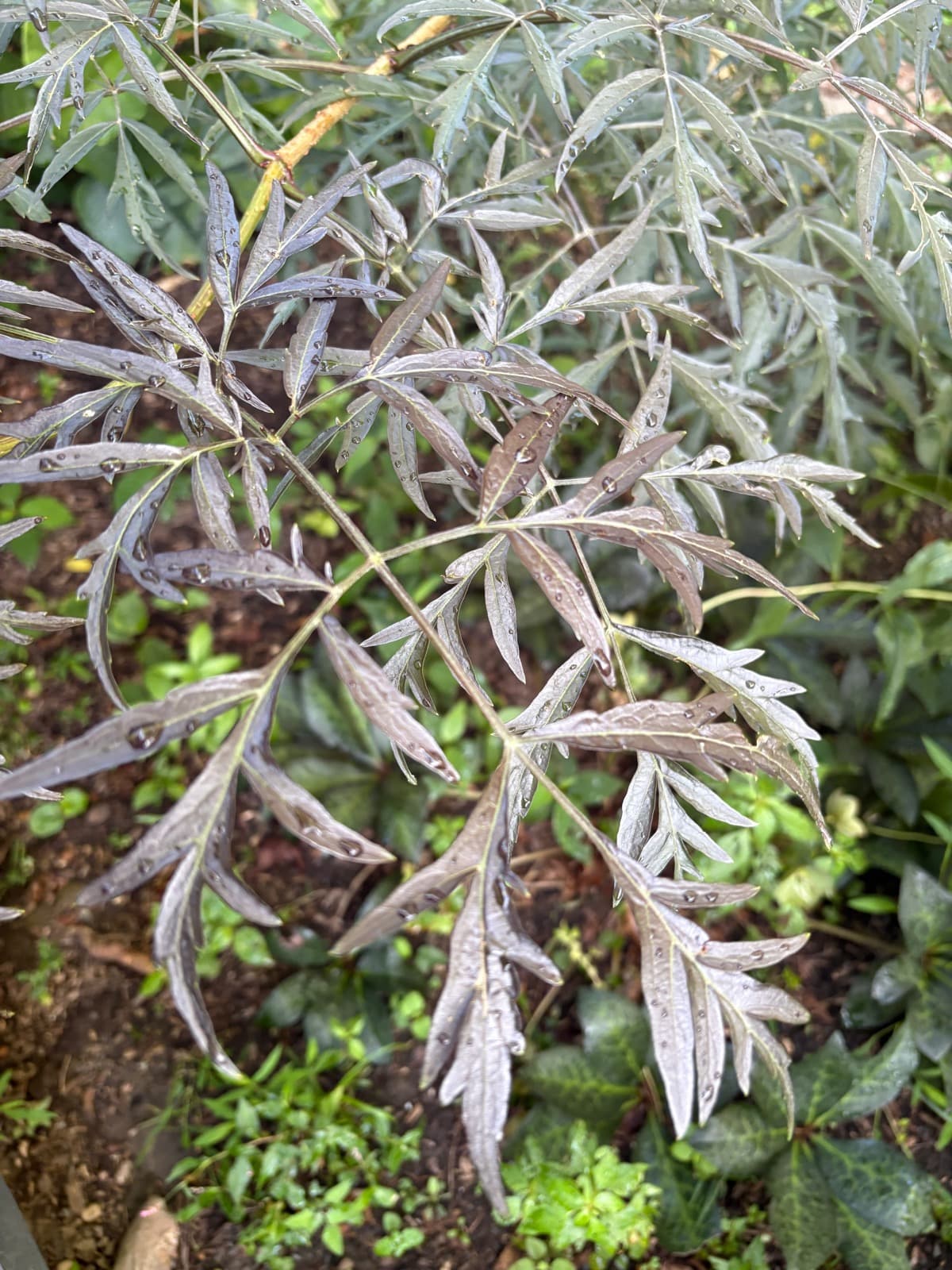 Black Lace Elderberry