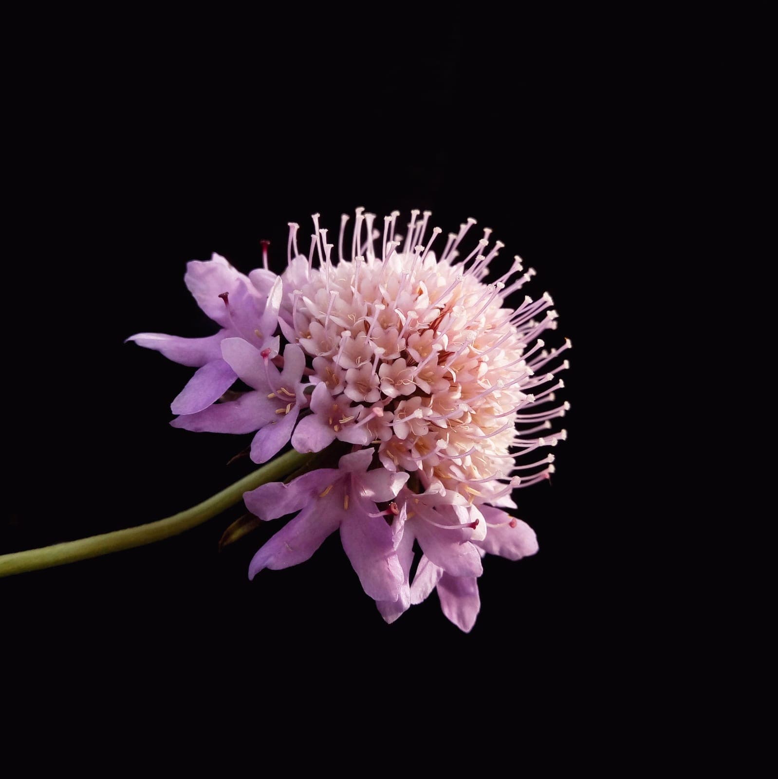 Pincushion Flower 'Atropurpurea'