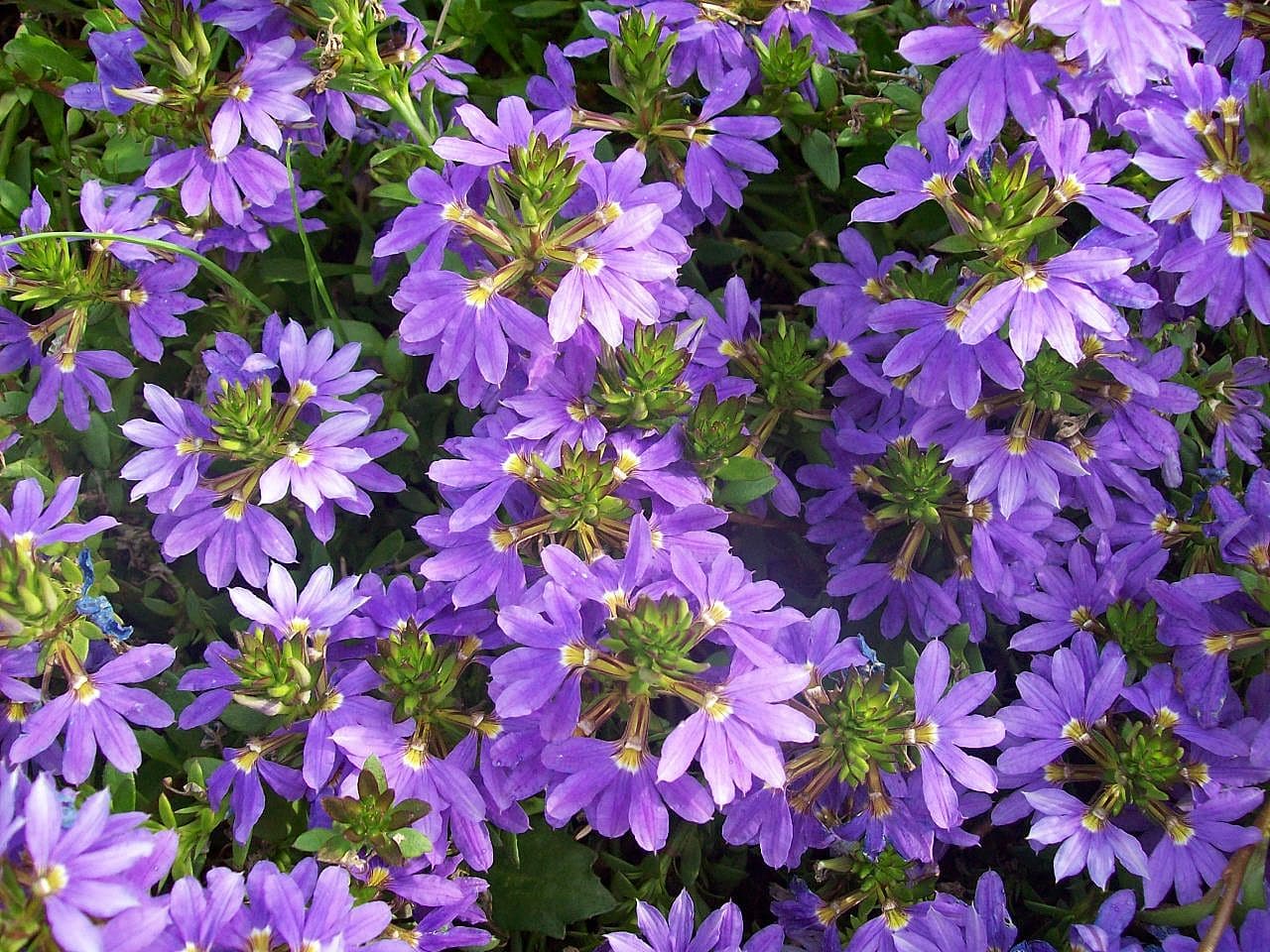 Fanflower