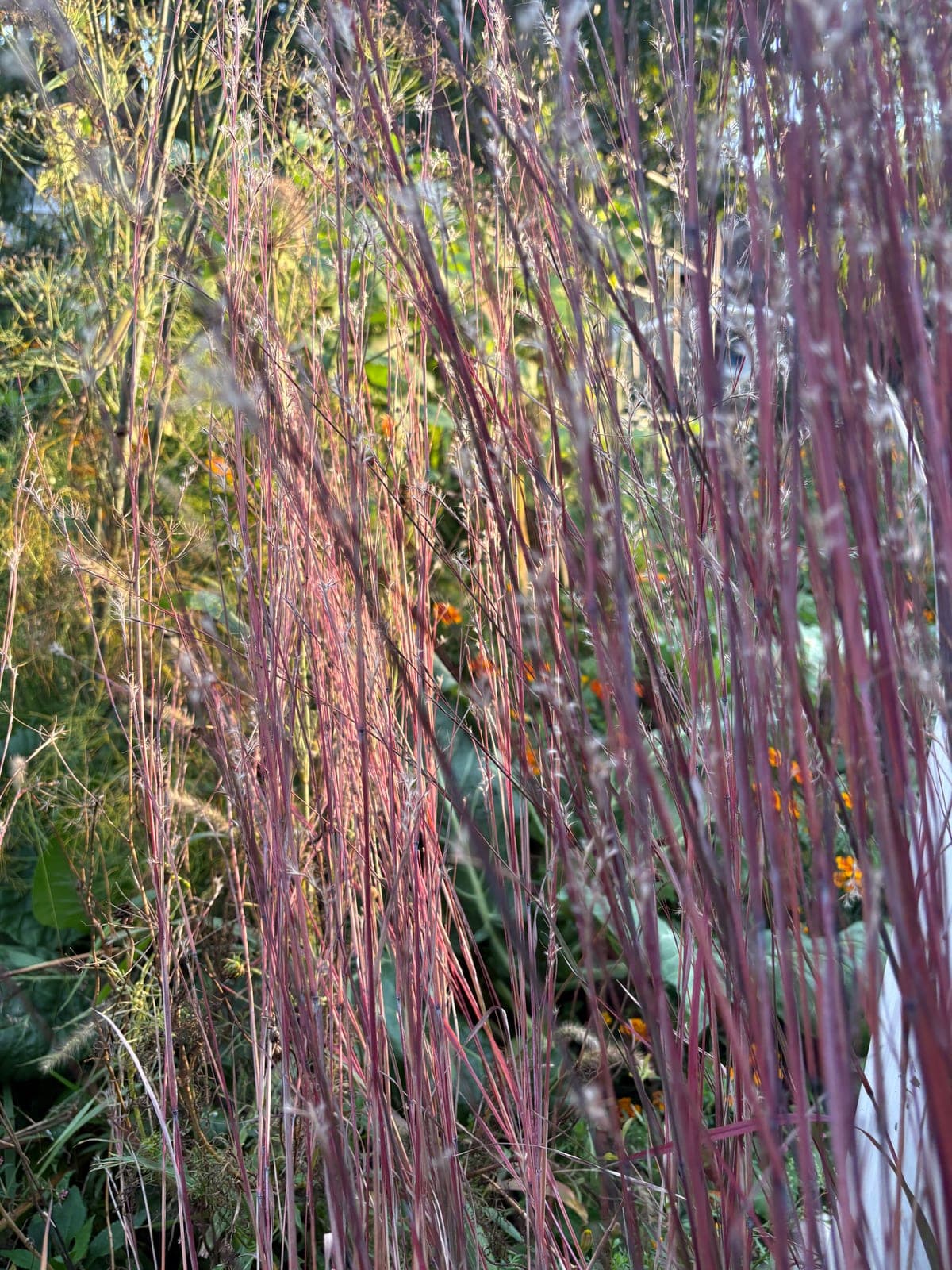 Little Bluestem 'Blue Heaven'