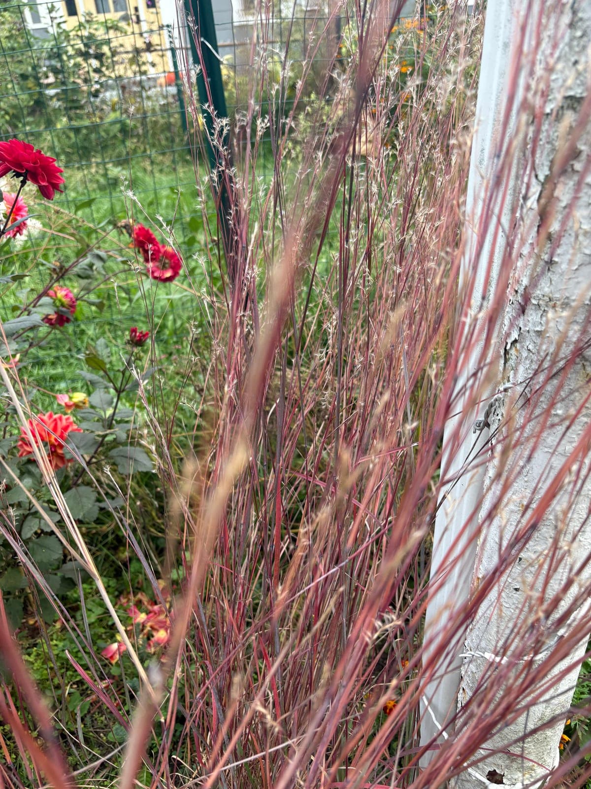 Little Bluestem 'Blue Heaven'