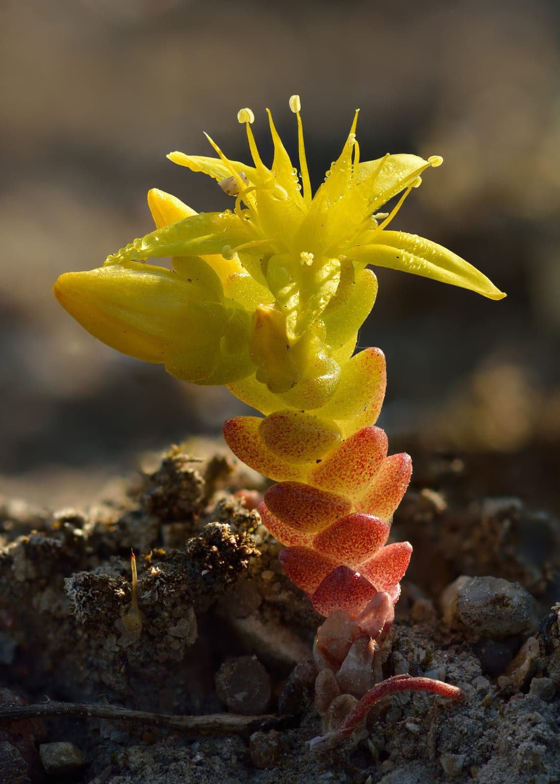 Spanish Stonecrop