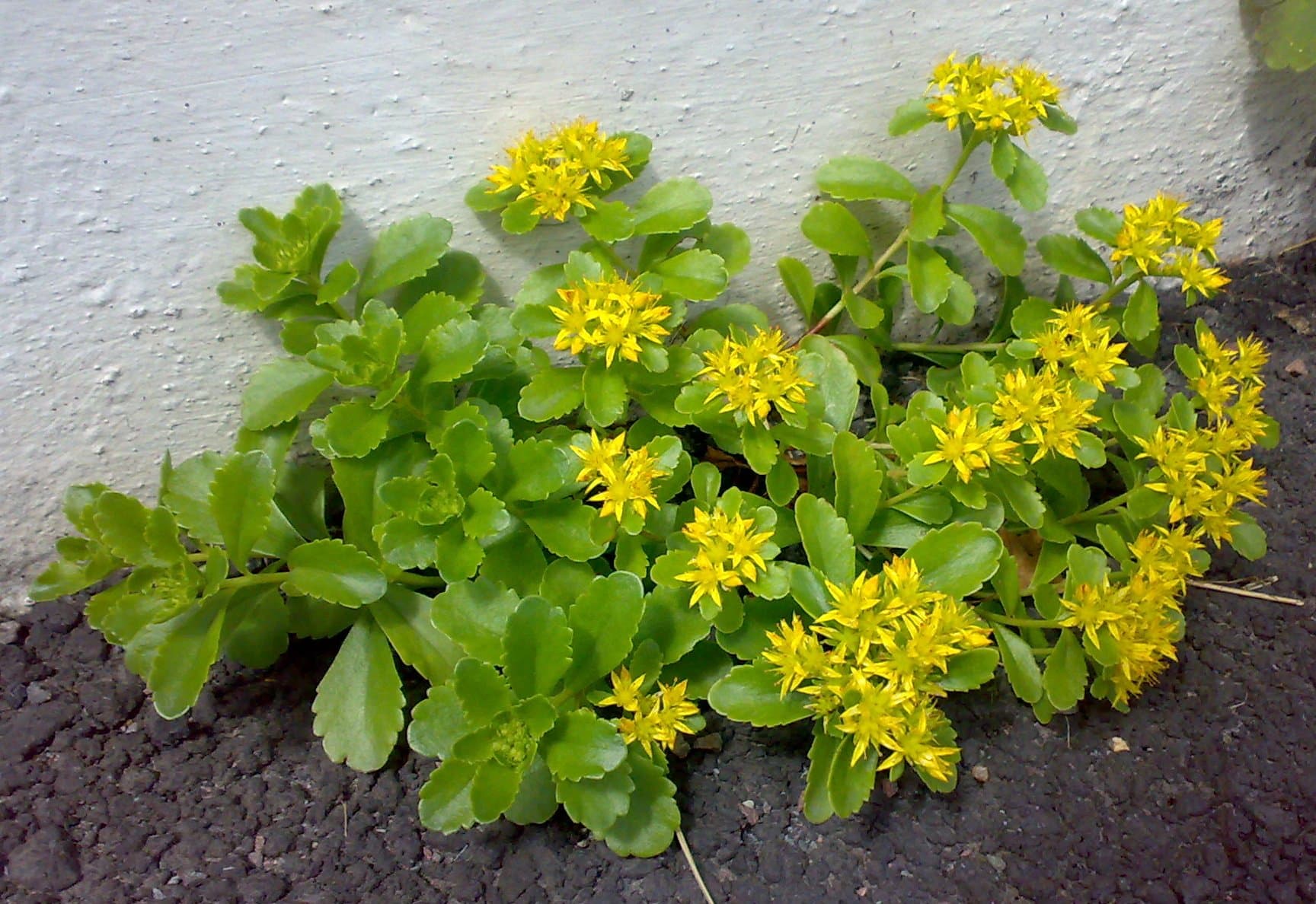 Russian Stonecrop