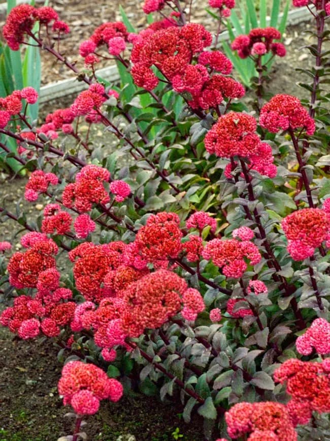Stonecrop 'Red Cauli'