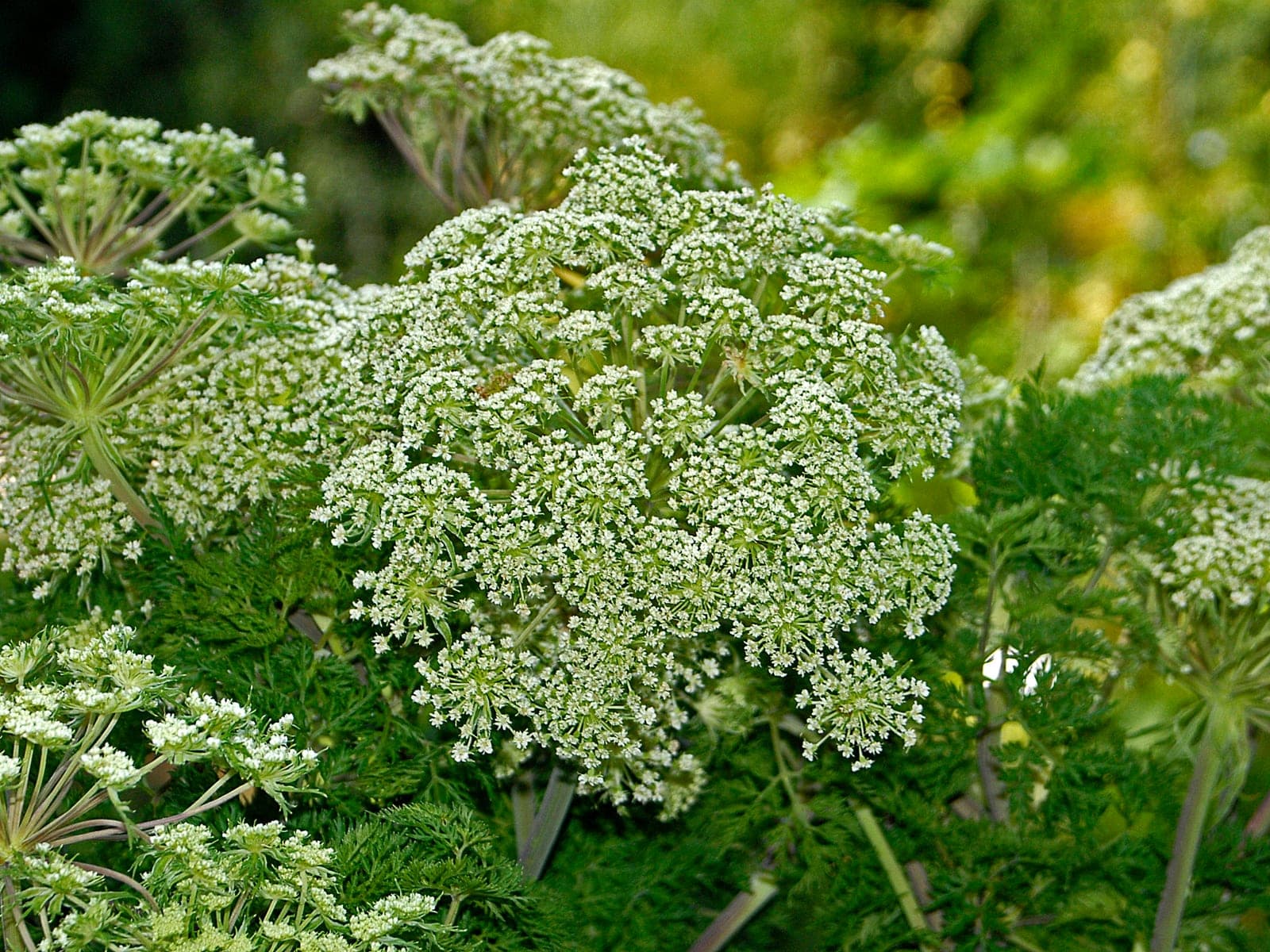 Himalayan Selinum