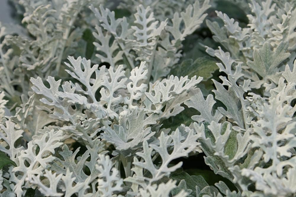 Dusty Miller