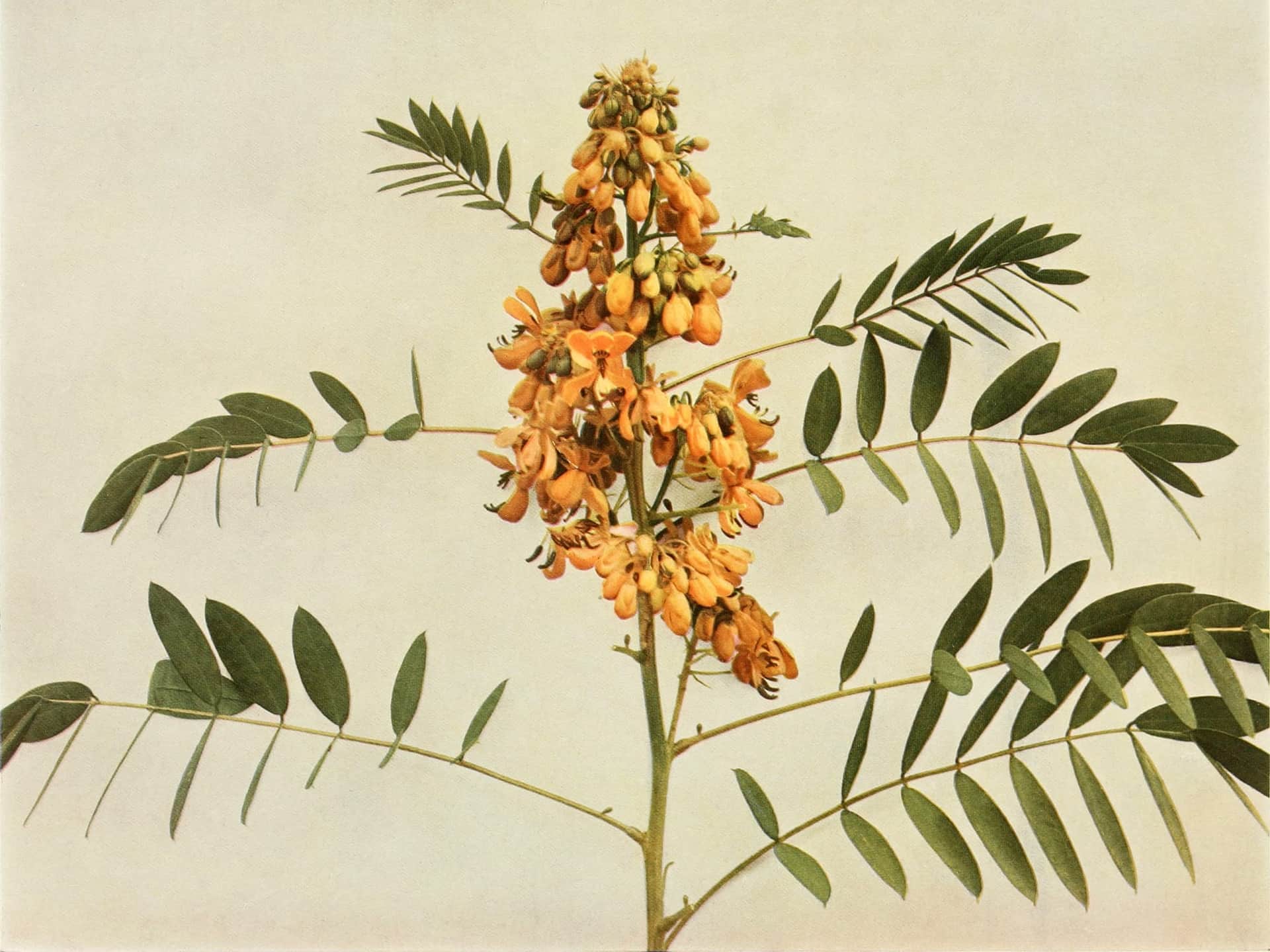Wild Senna