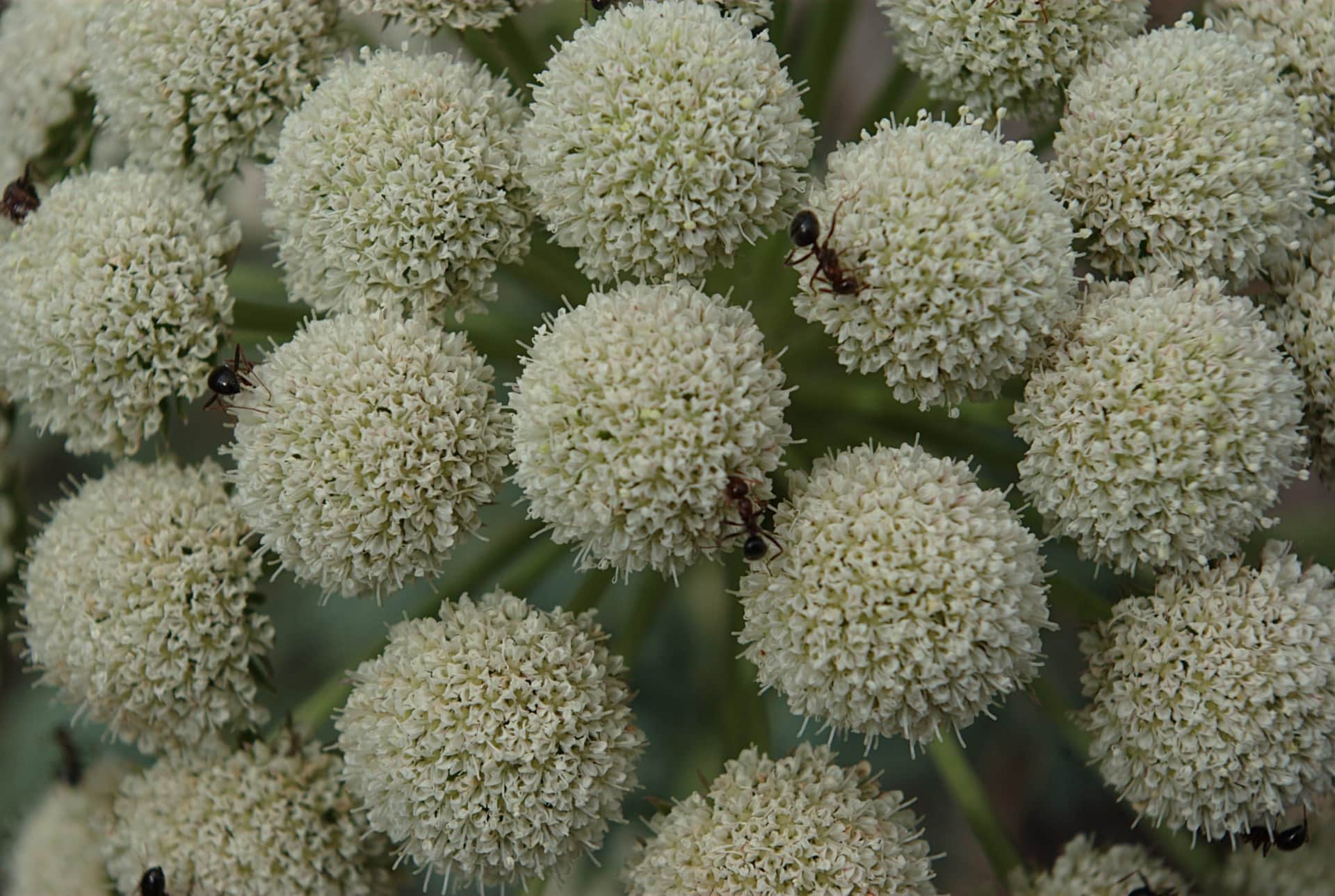 Horse Fennel