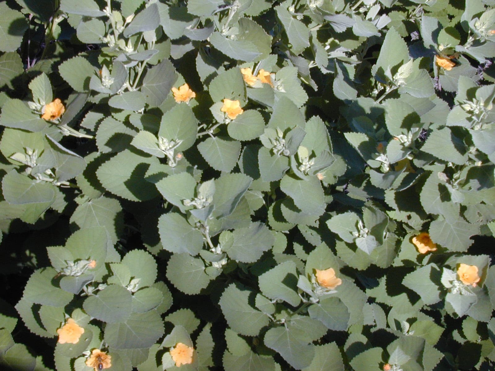 ʻIlima (Sida fallax)
