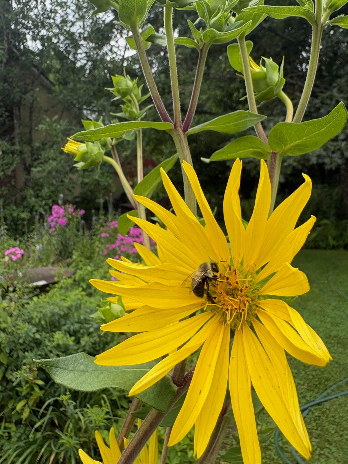Cup Plant