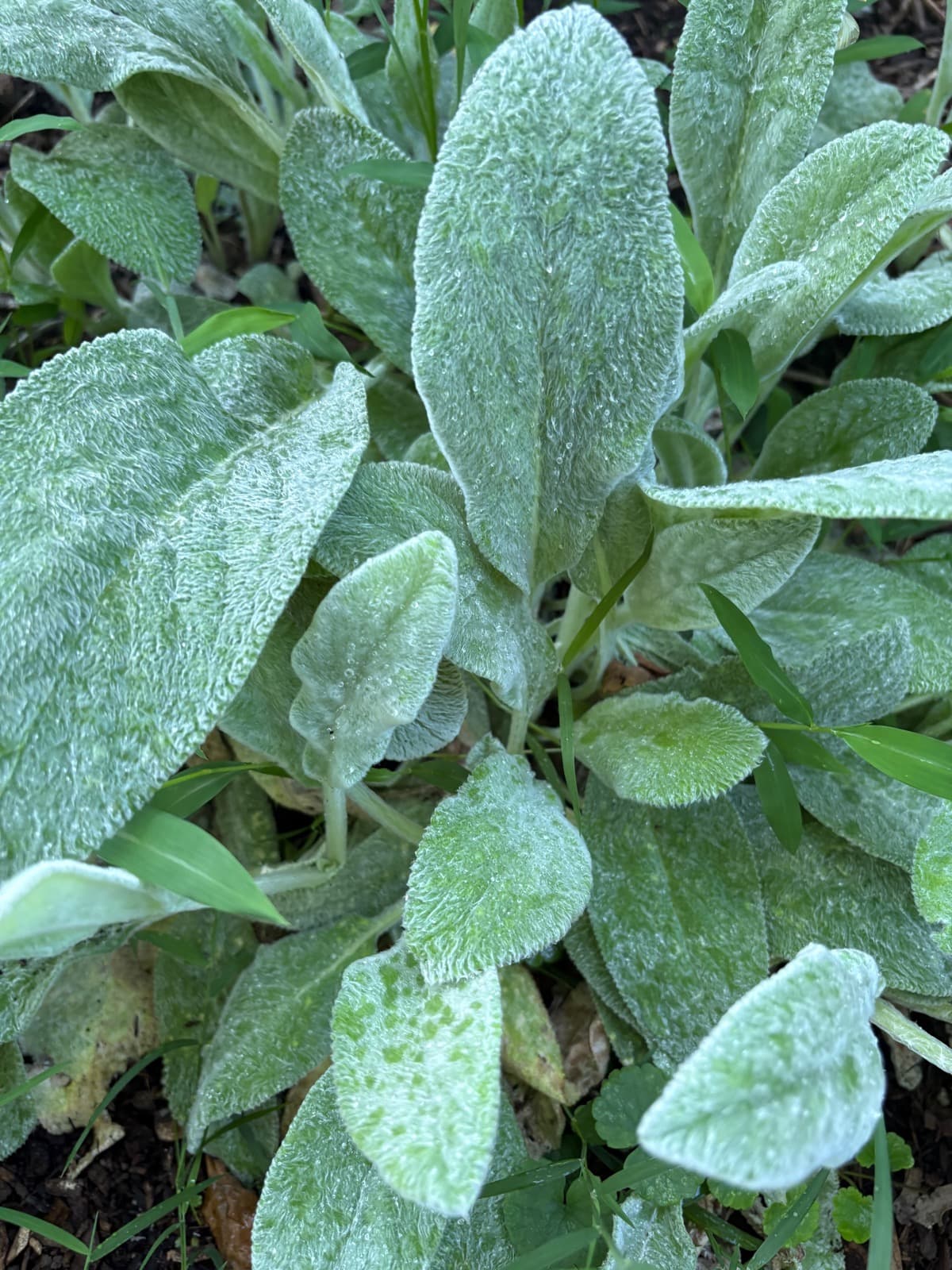 Lamb's Ear