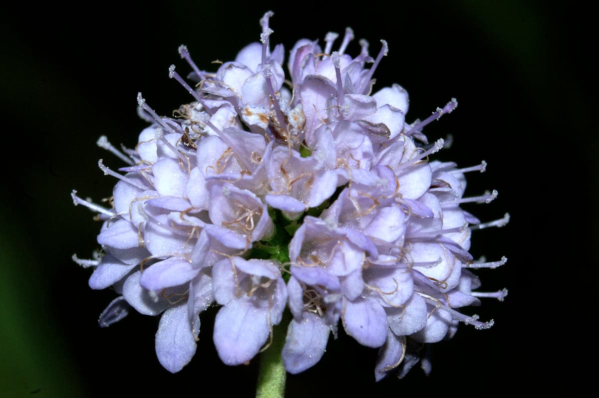 Succisella