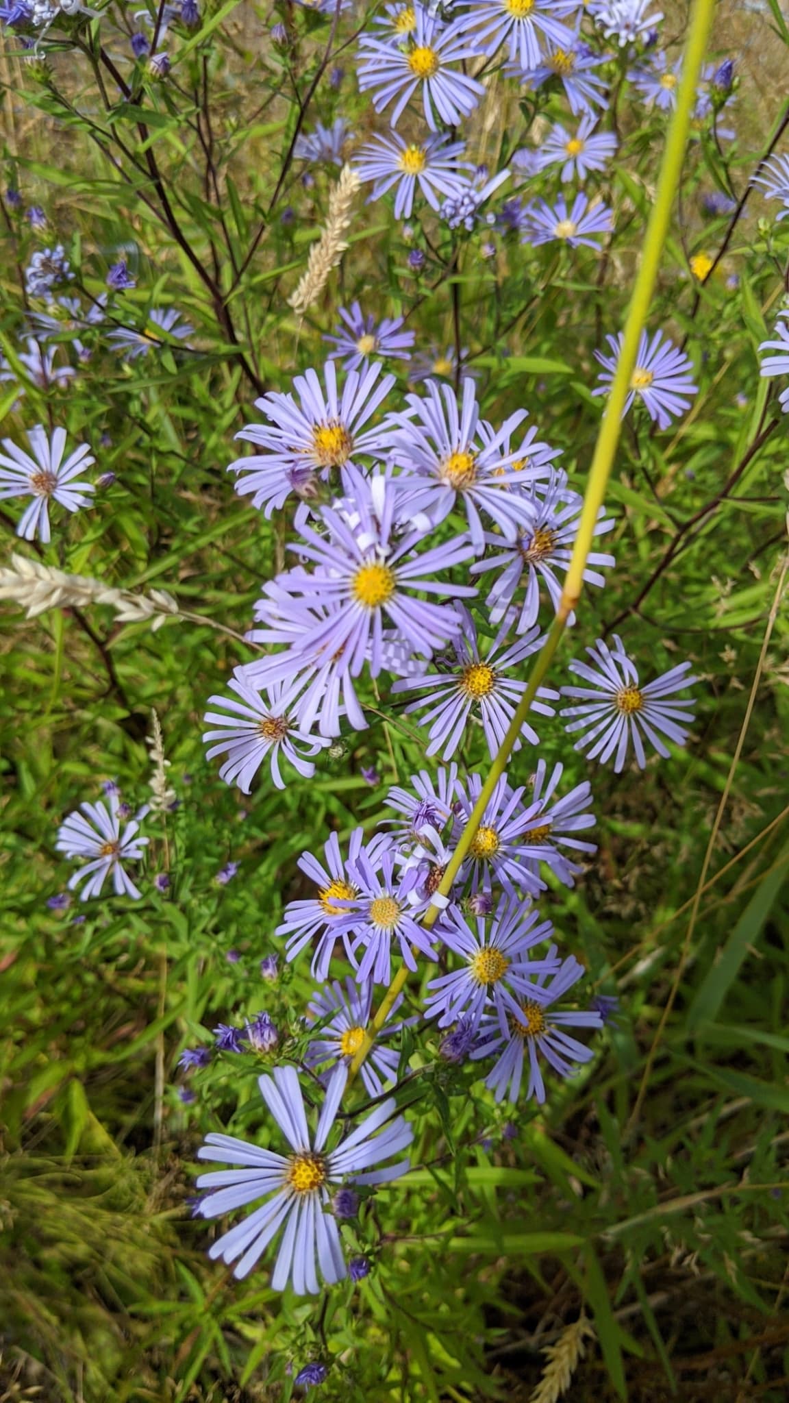 Douglas Aster