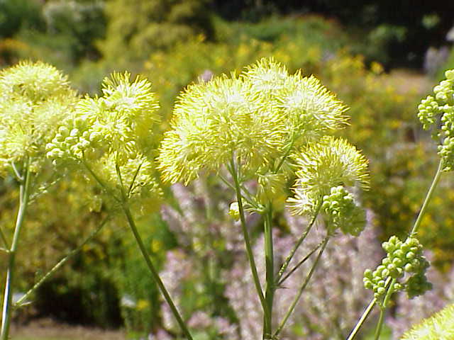 Himalayan Meadow Rue