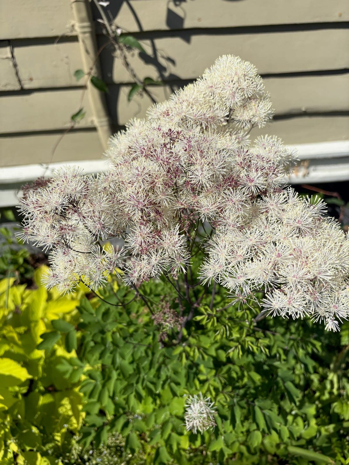 Meadow Rue