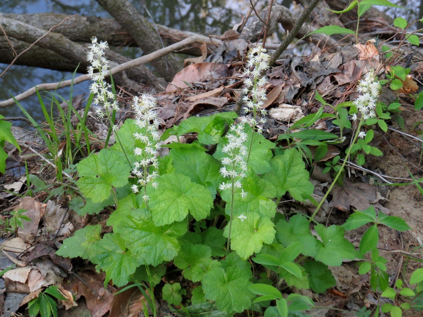 'Angel Wings' Foamflower