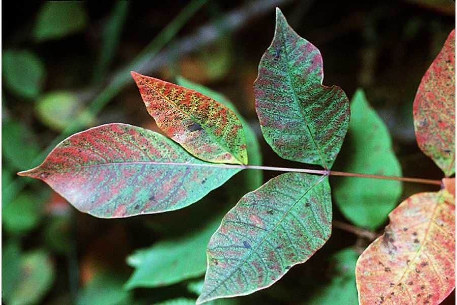 Poison Sumac