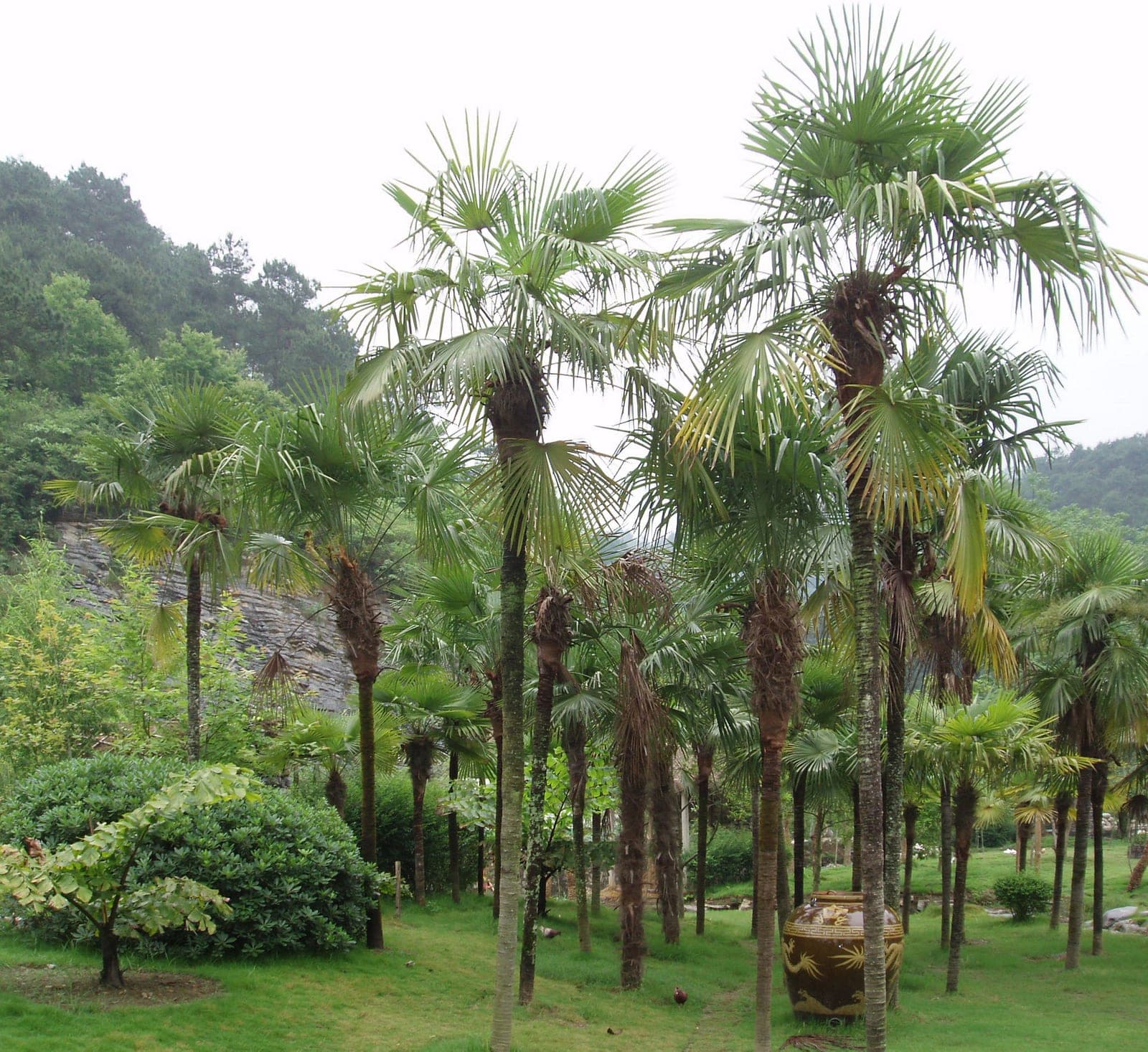 Chinese Windmill Palm