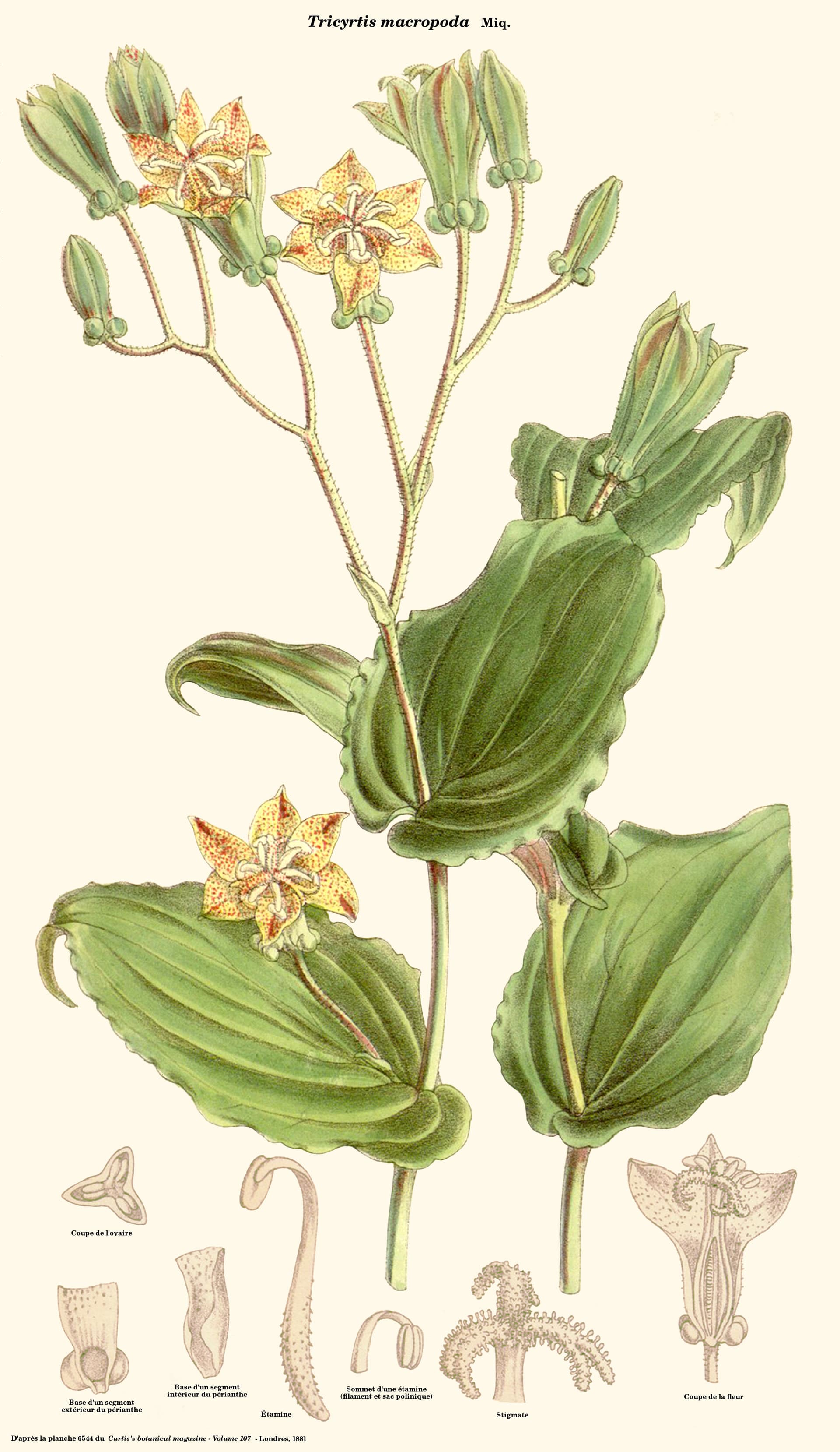 Toad Lily
