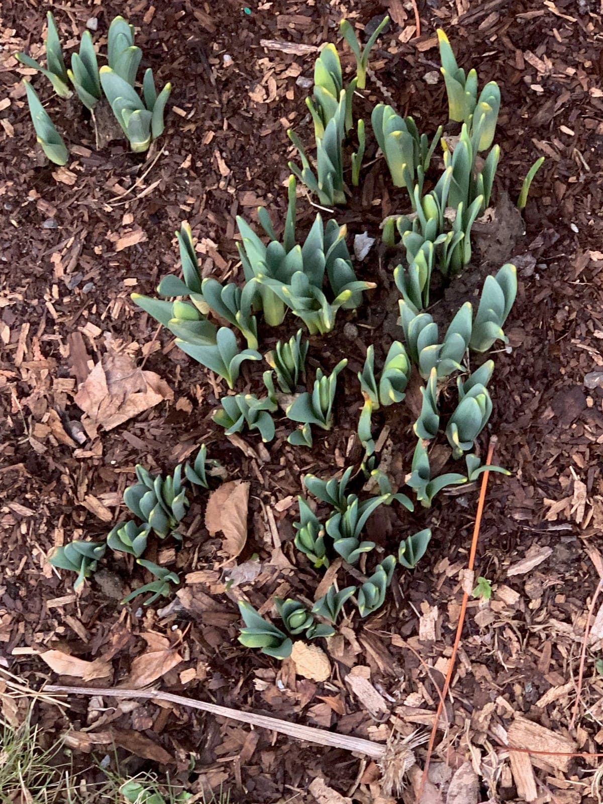 Tulip