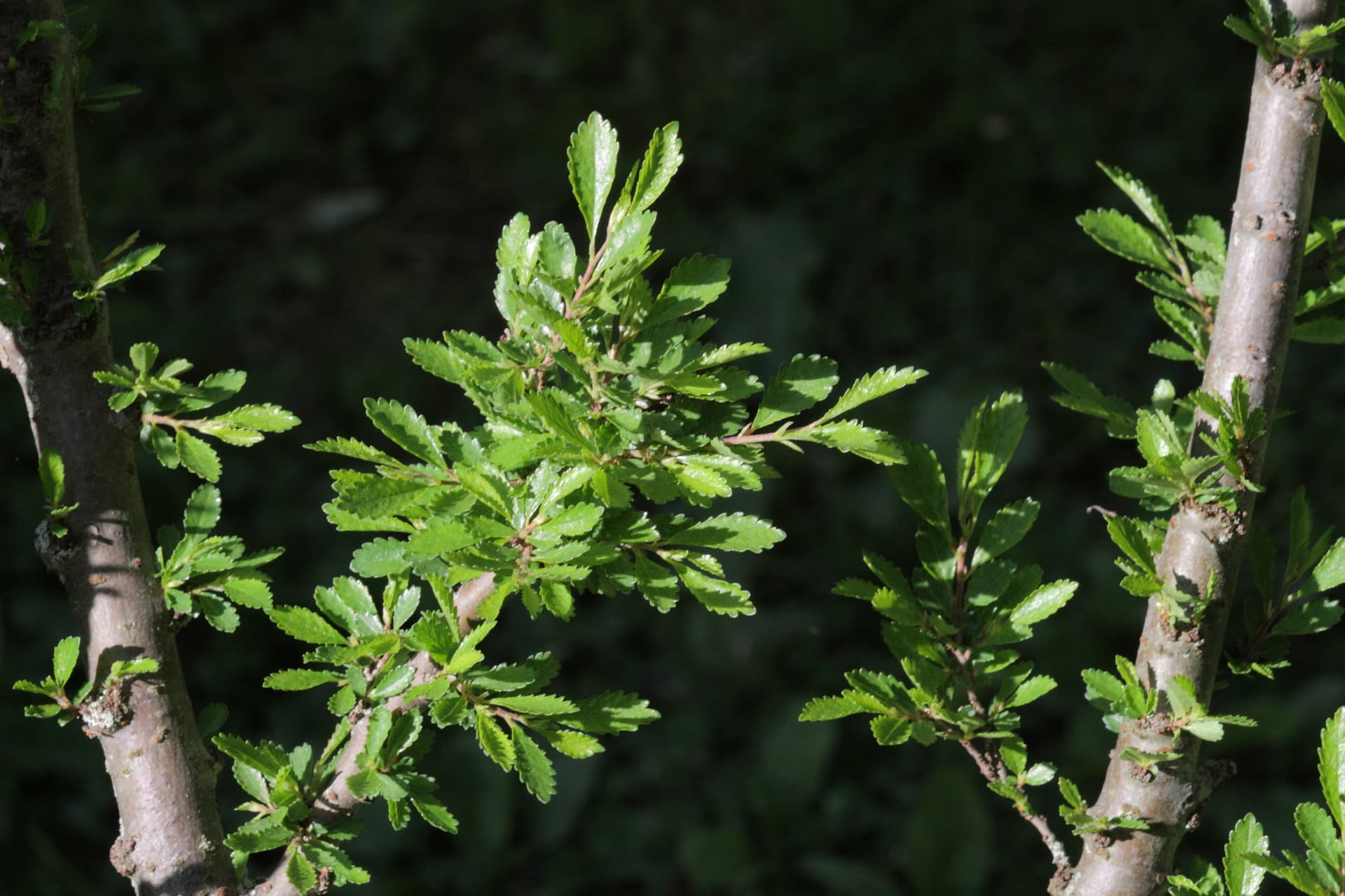Dwarf Lacebark Elm