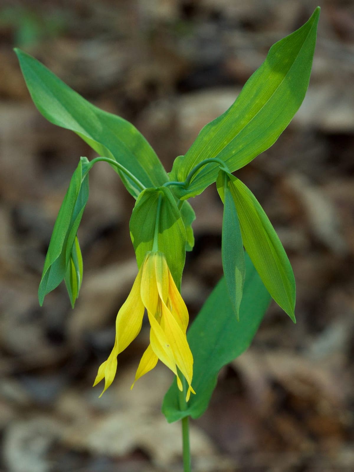 Large-Flowered Bellwort