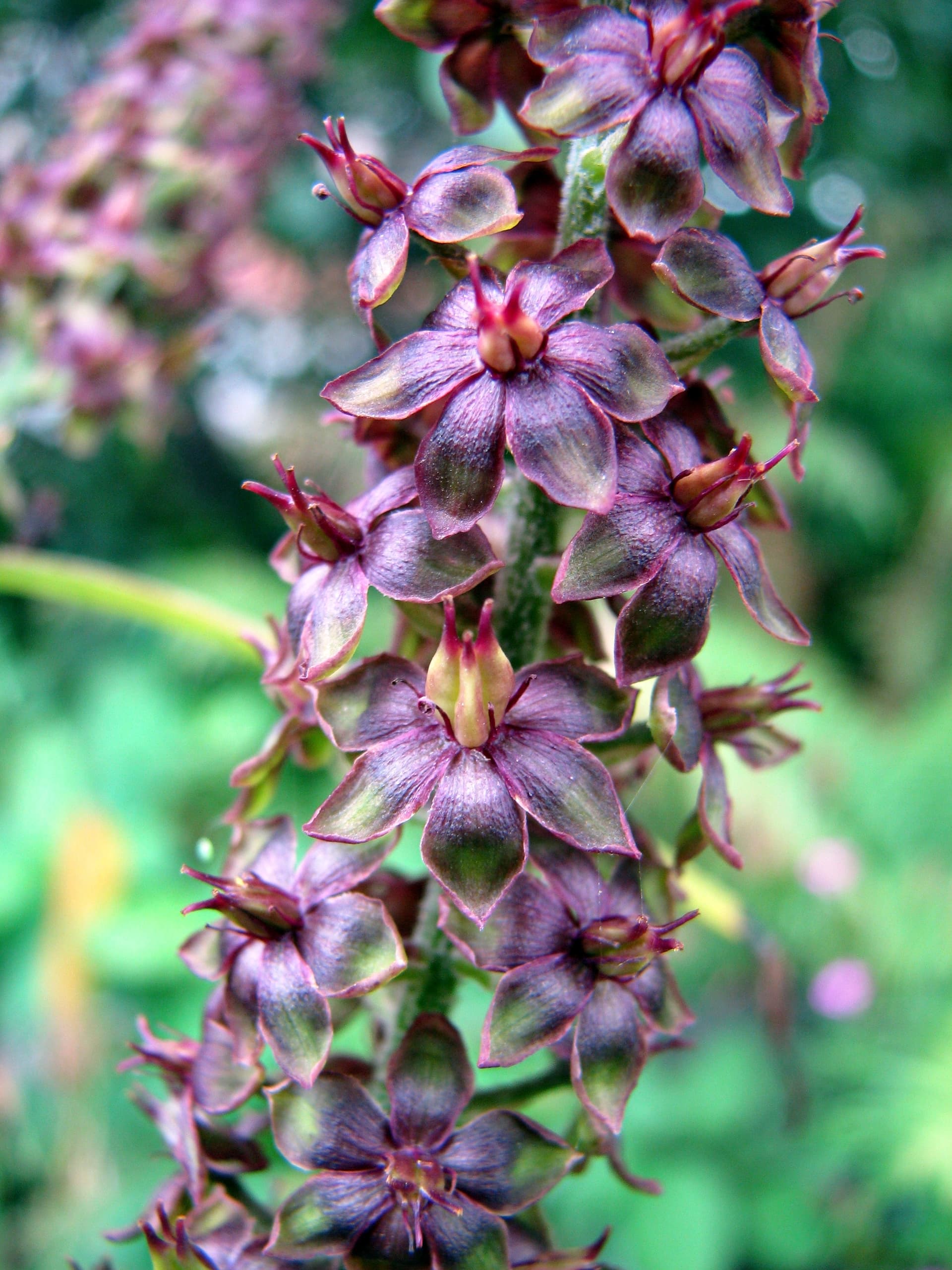 Black False Hellebore
