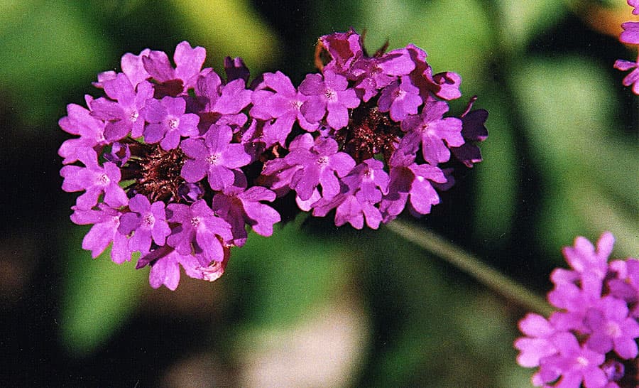 Rigid Verbena