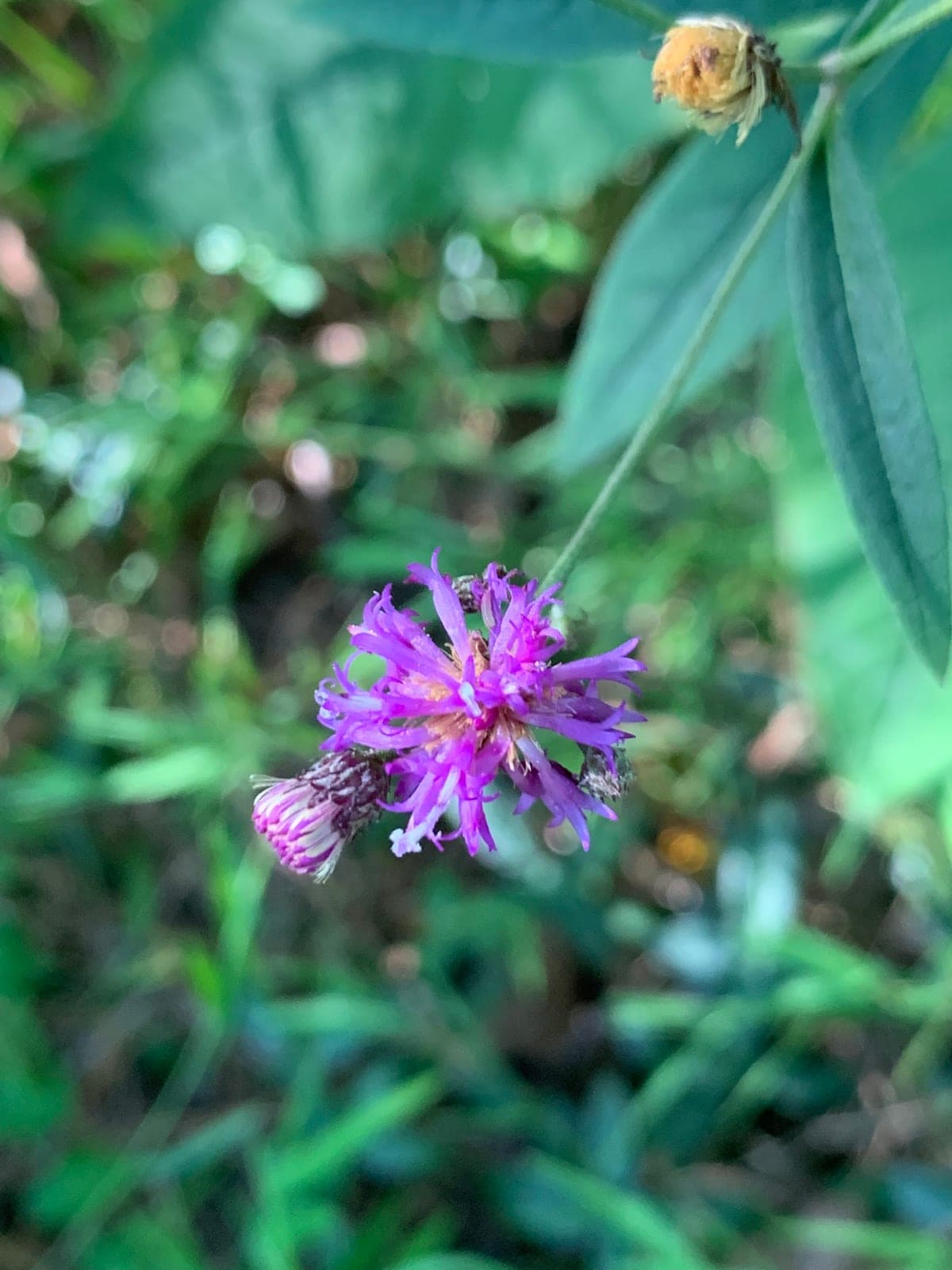 Broadleaf Ironweed