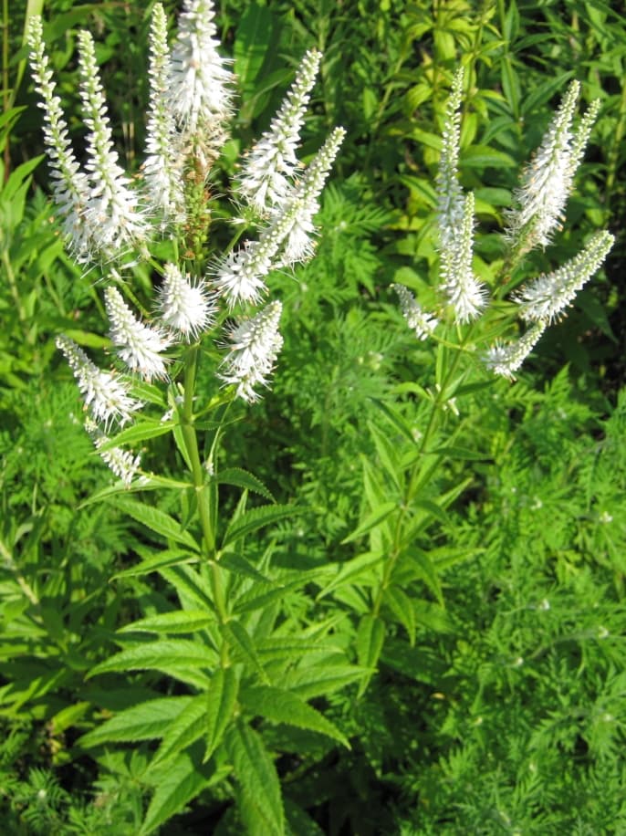 Culver's Root