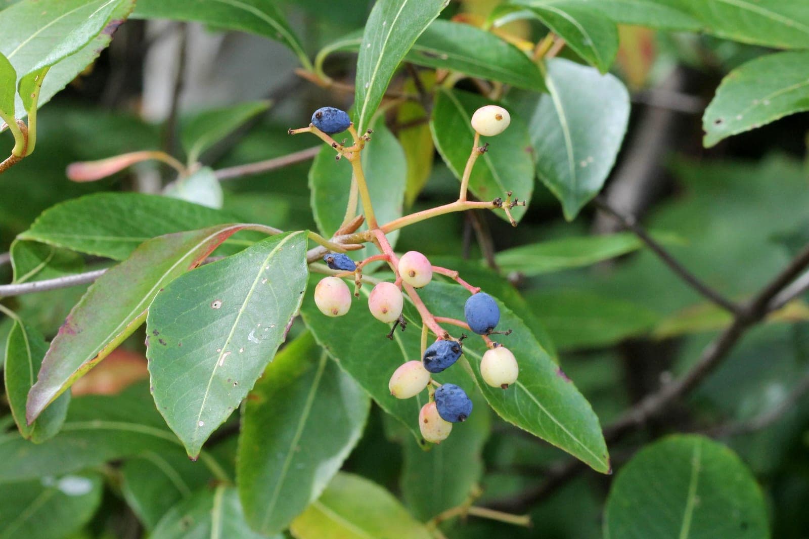 Wild Raisin